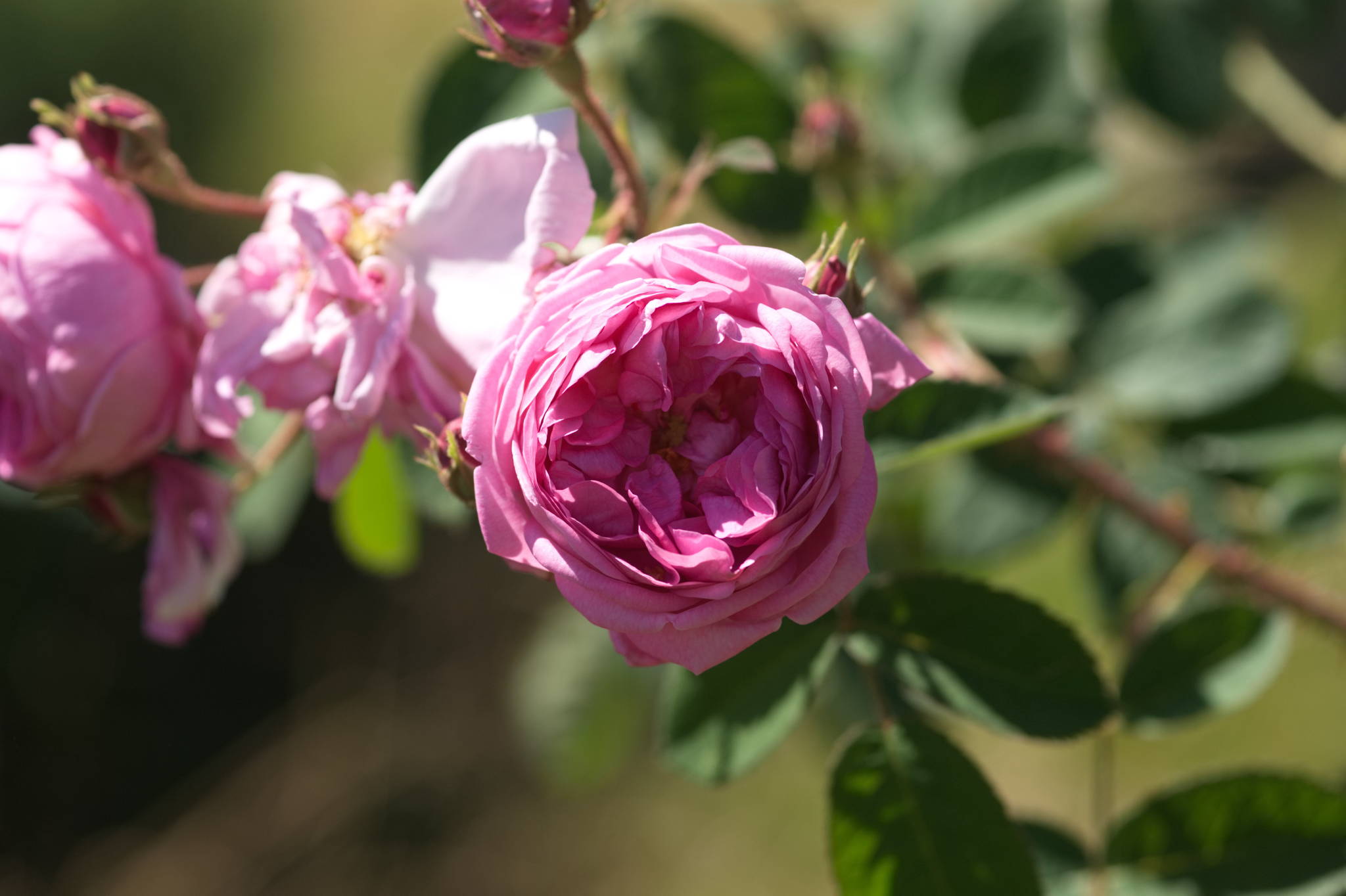 20230707 Urbane PK 014