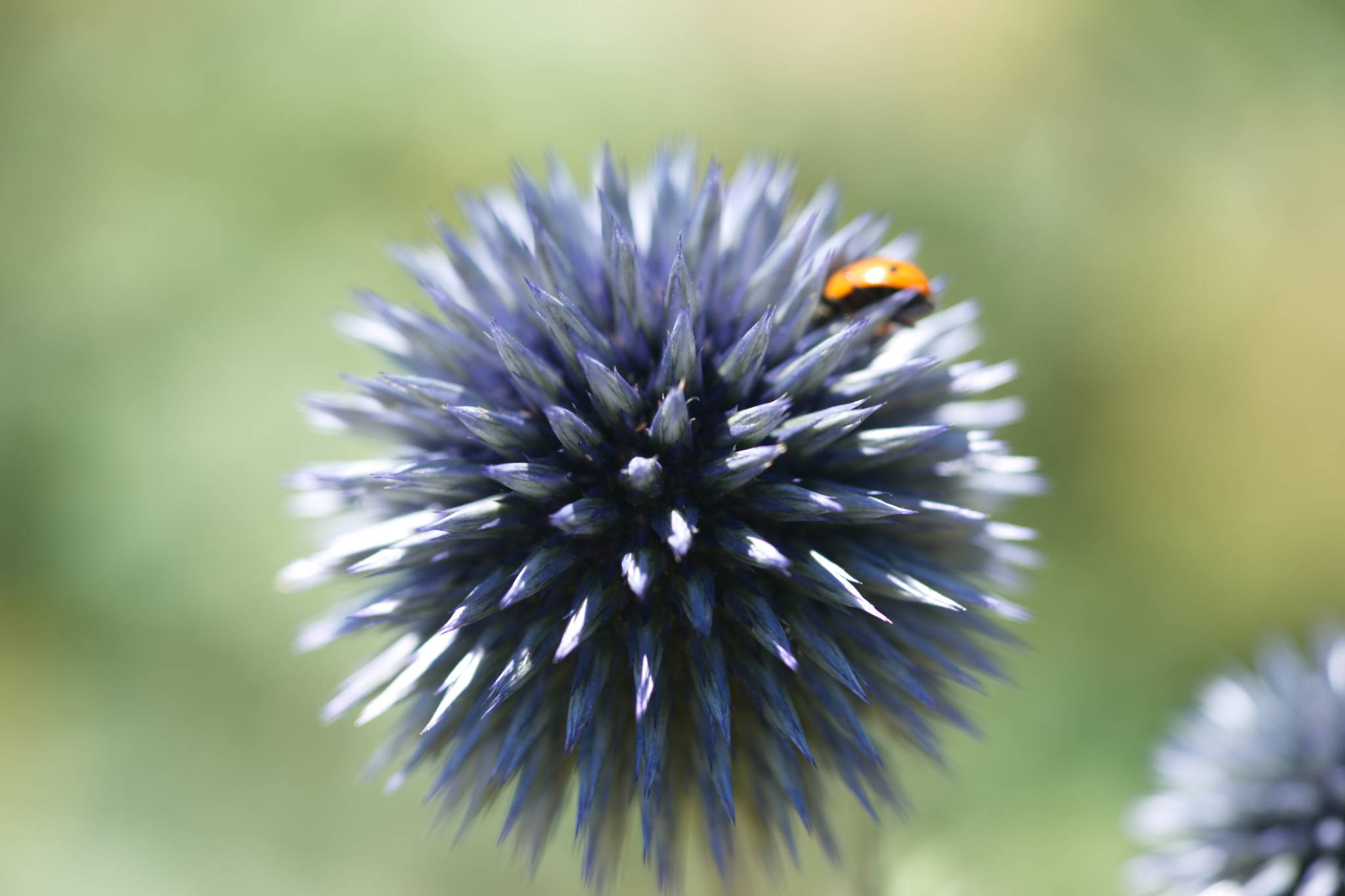 20230707 Urbane PK 016