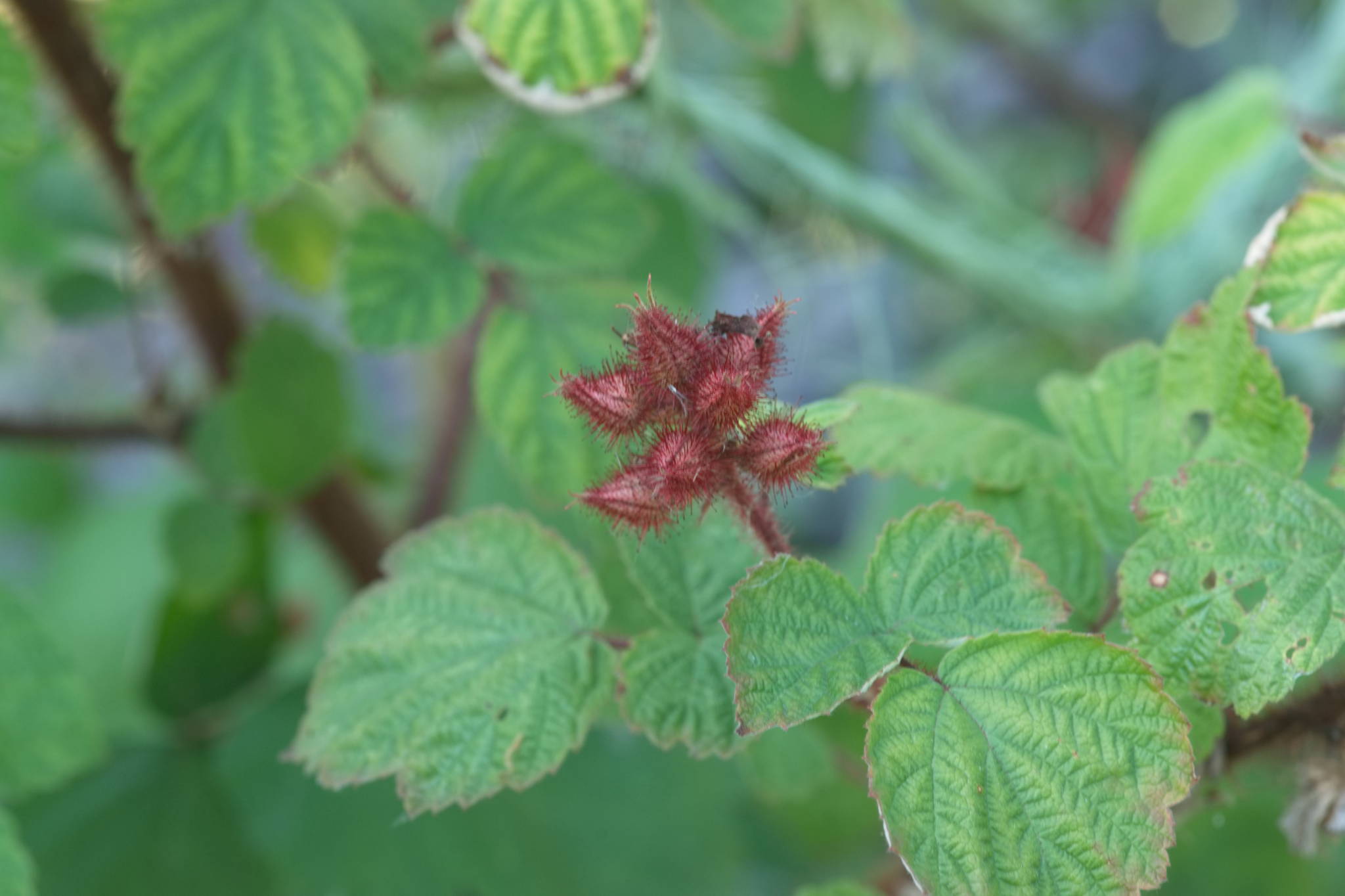 20230707 Urbane PK 021