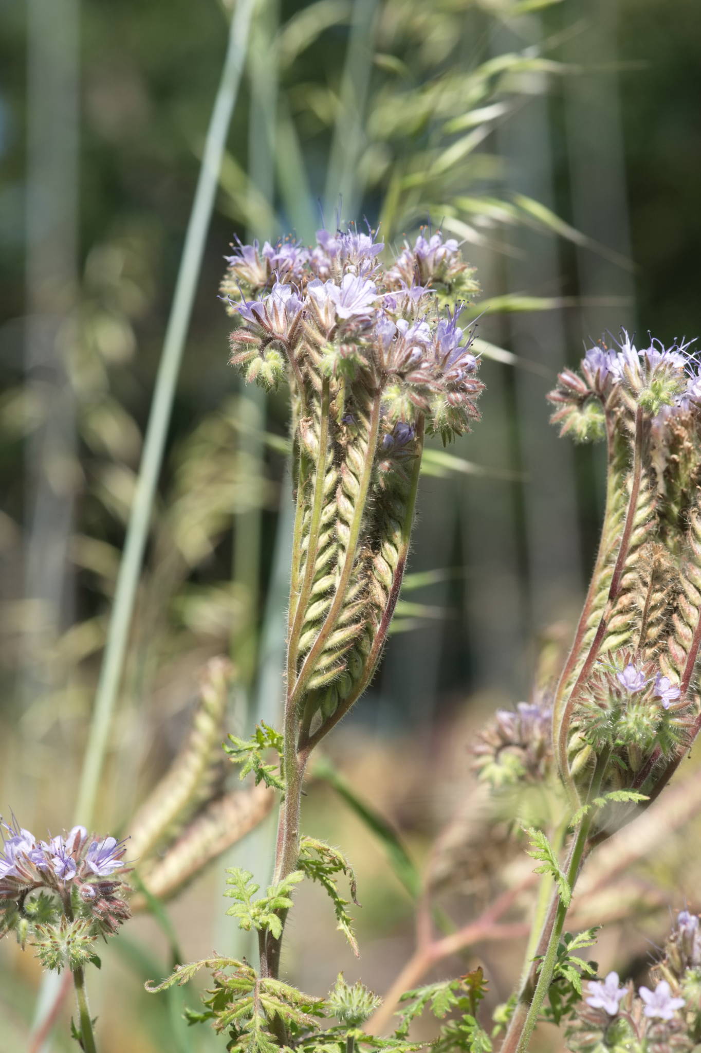 20230707 Urbane PK 022