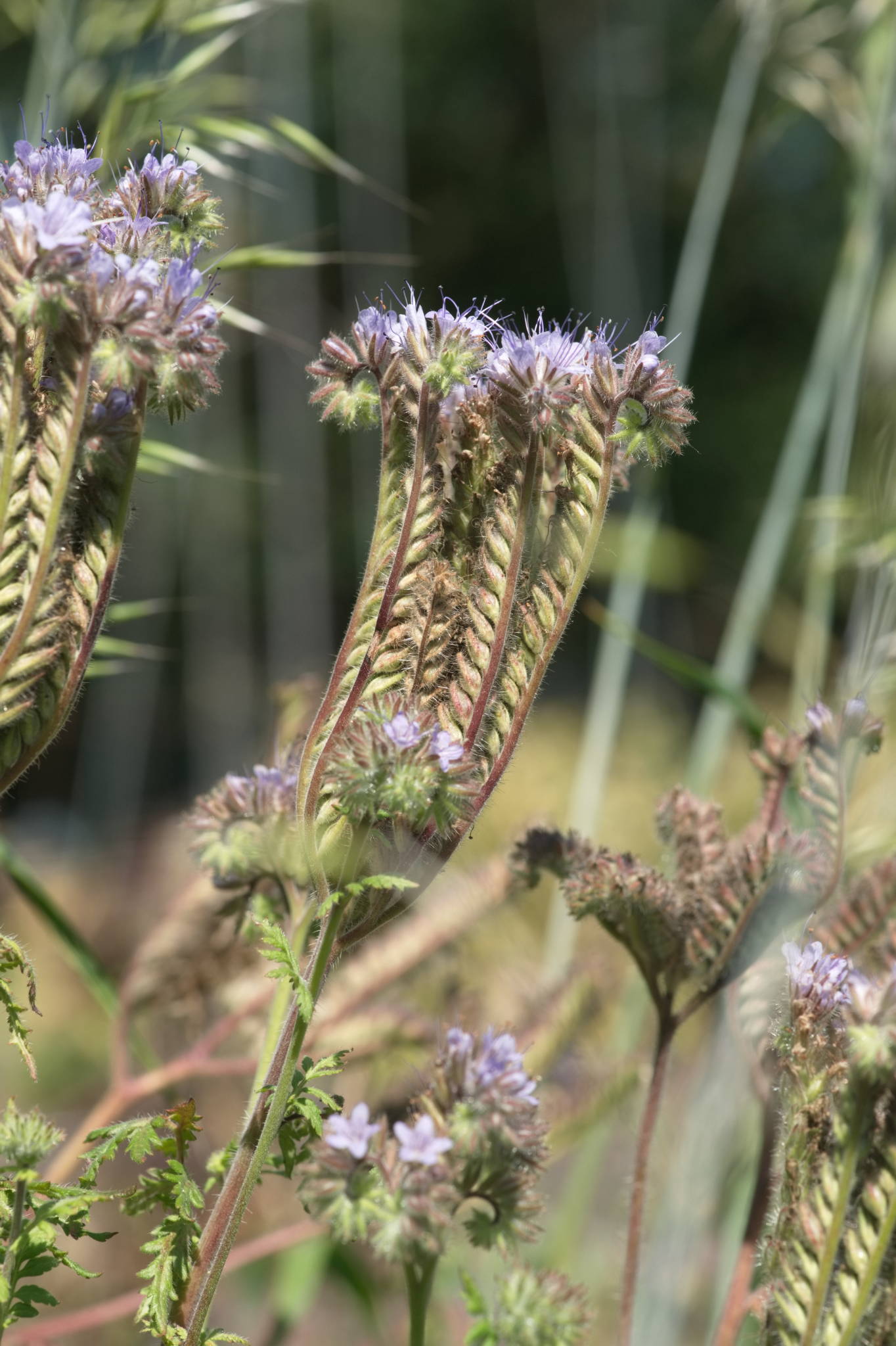 20230707 Urbane PK 023