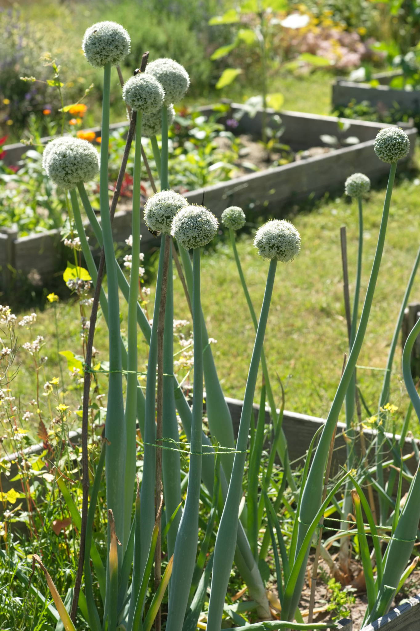 20230707 Urbane PK 025