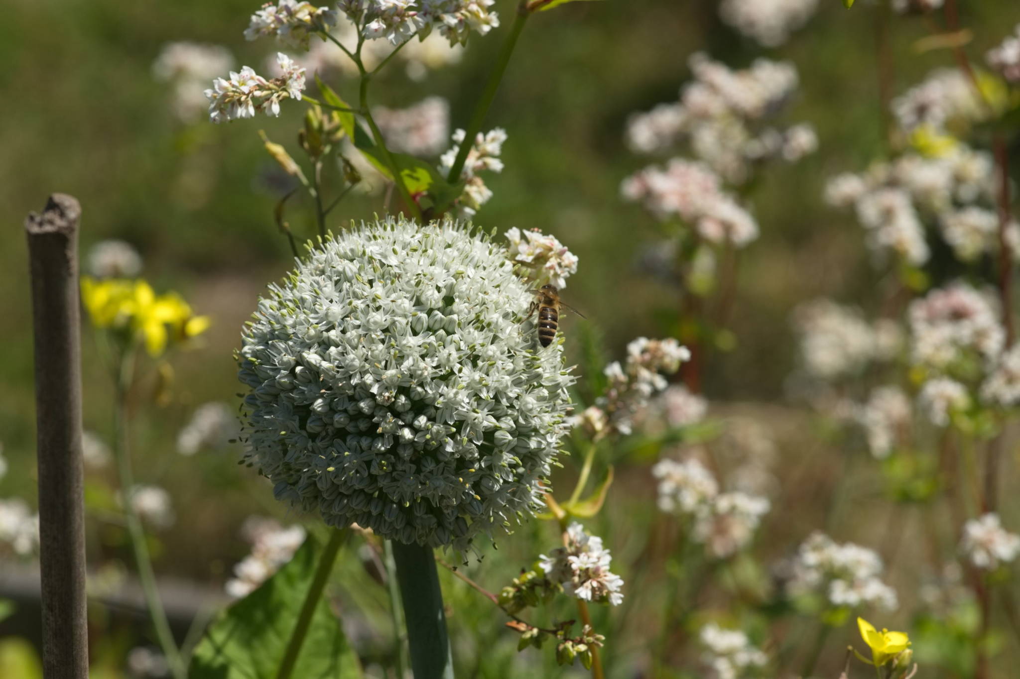 20230707 Urbane PK 027