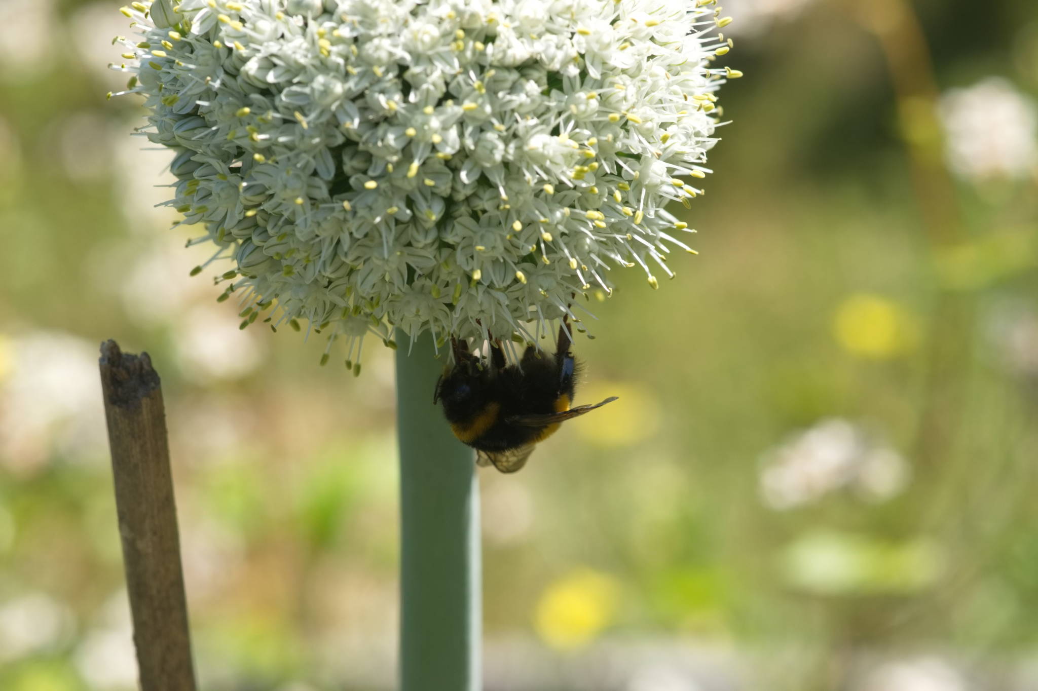 20230707 Urbane PK 028