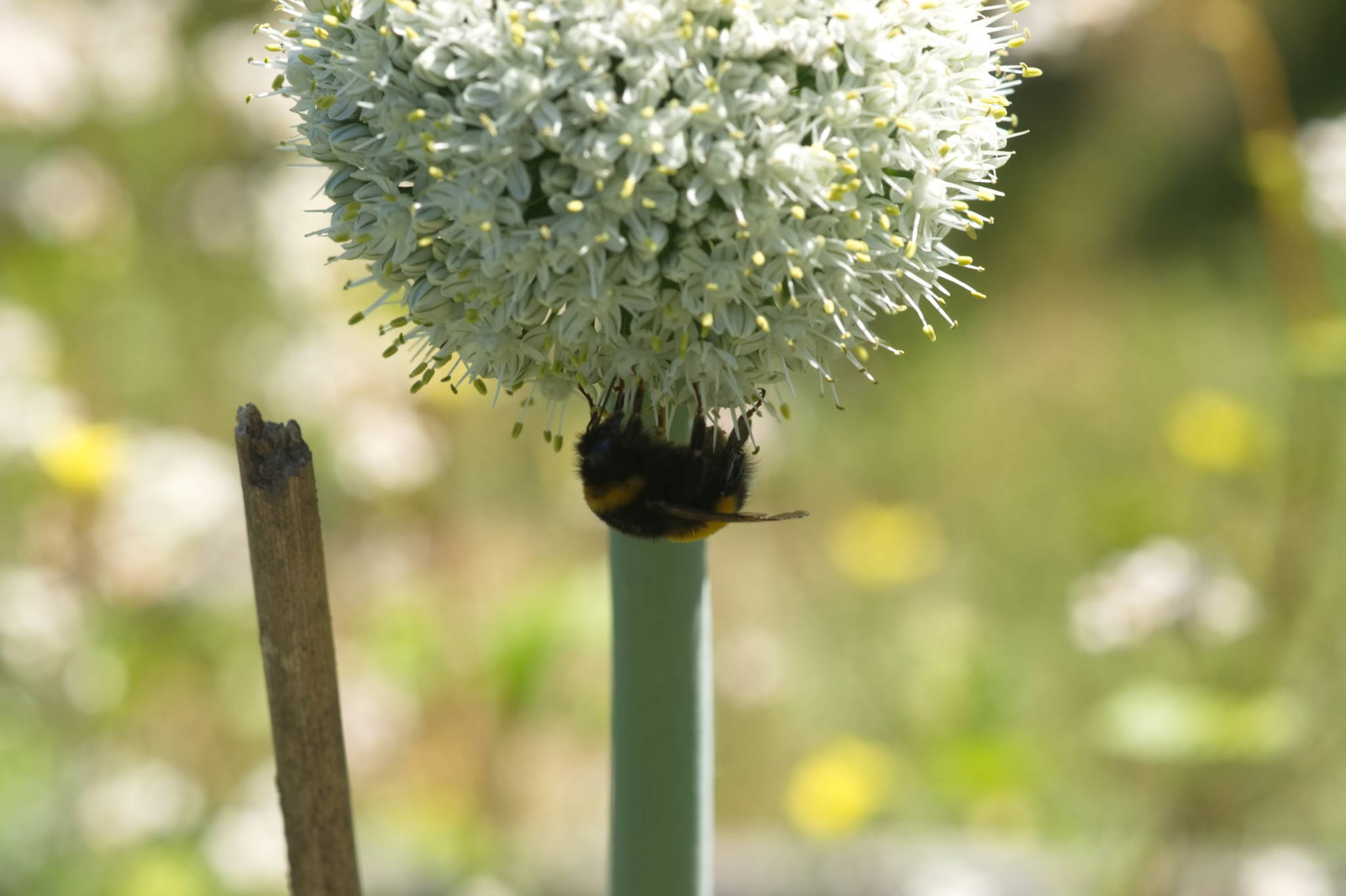 20230707 Urbane PK 029