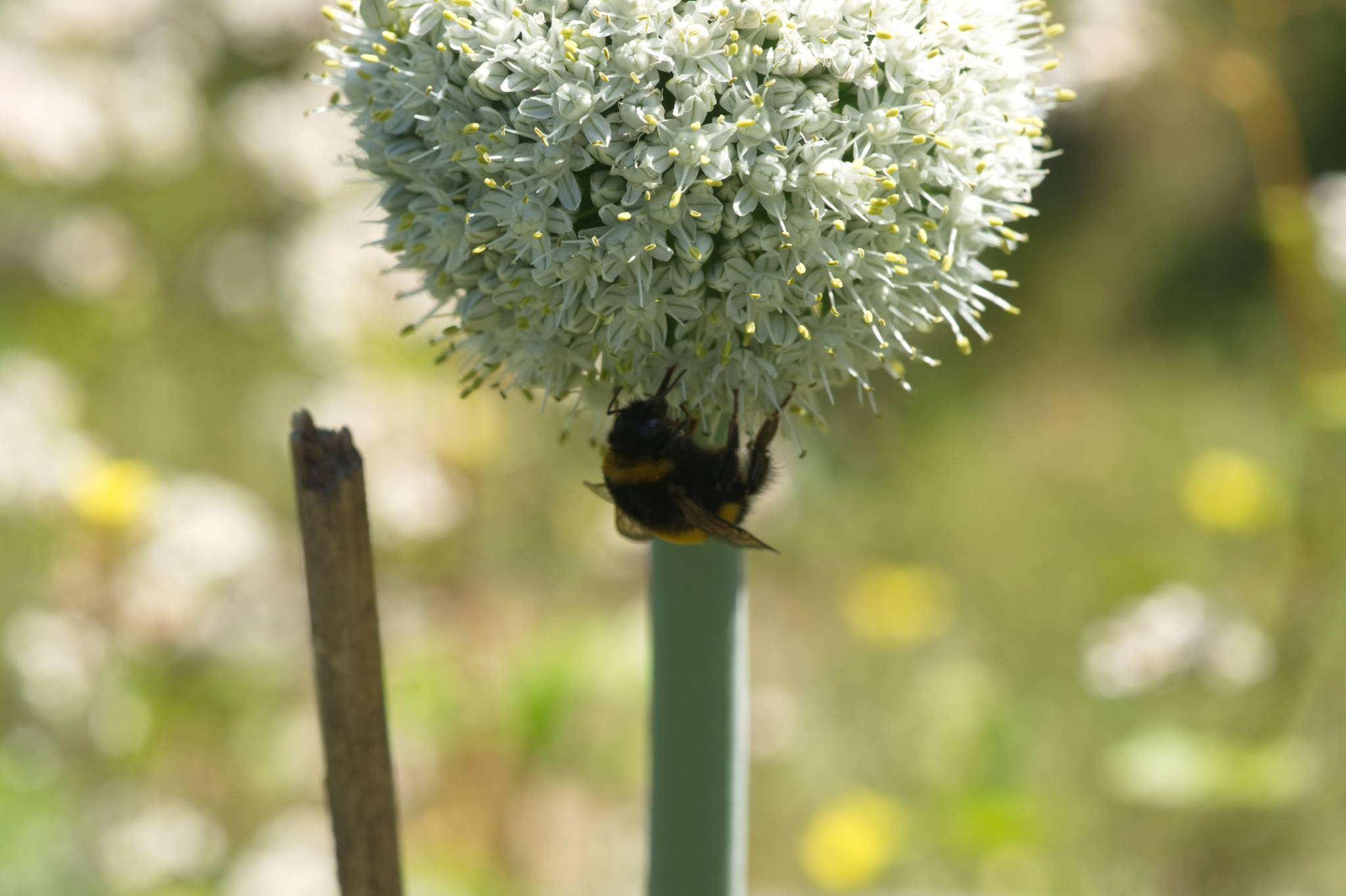 20230707 Urbane PK 030