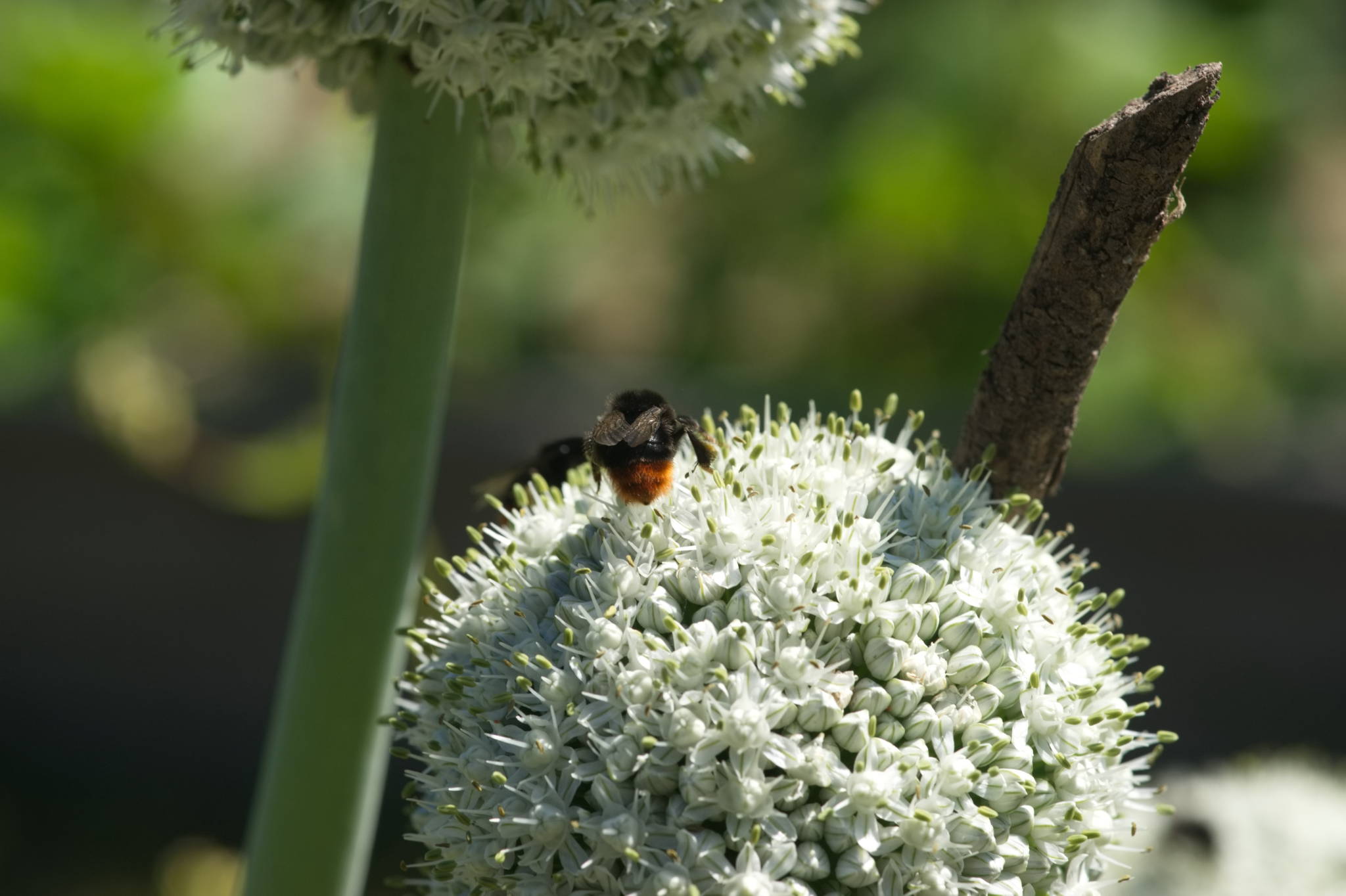 20230707 Urbane PK 033