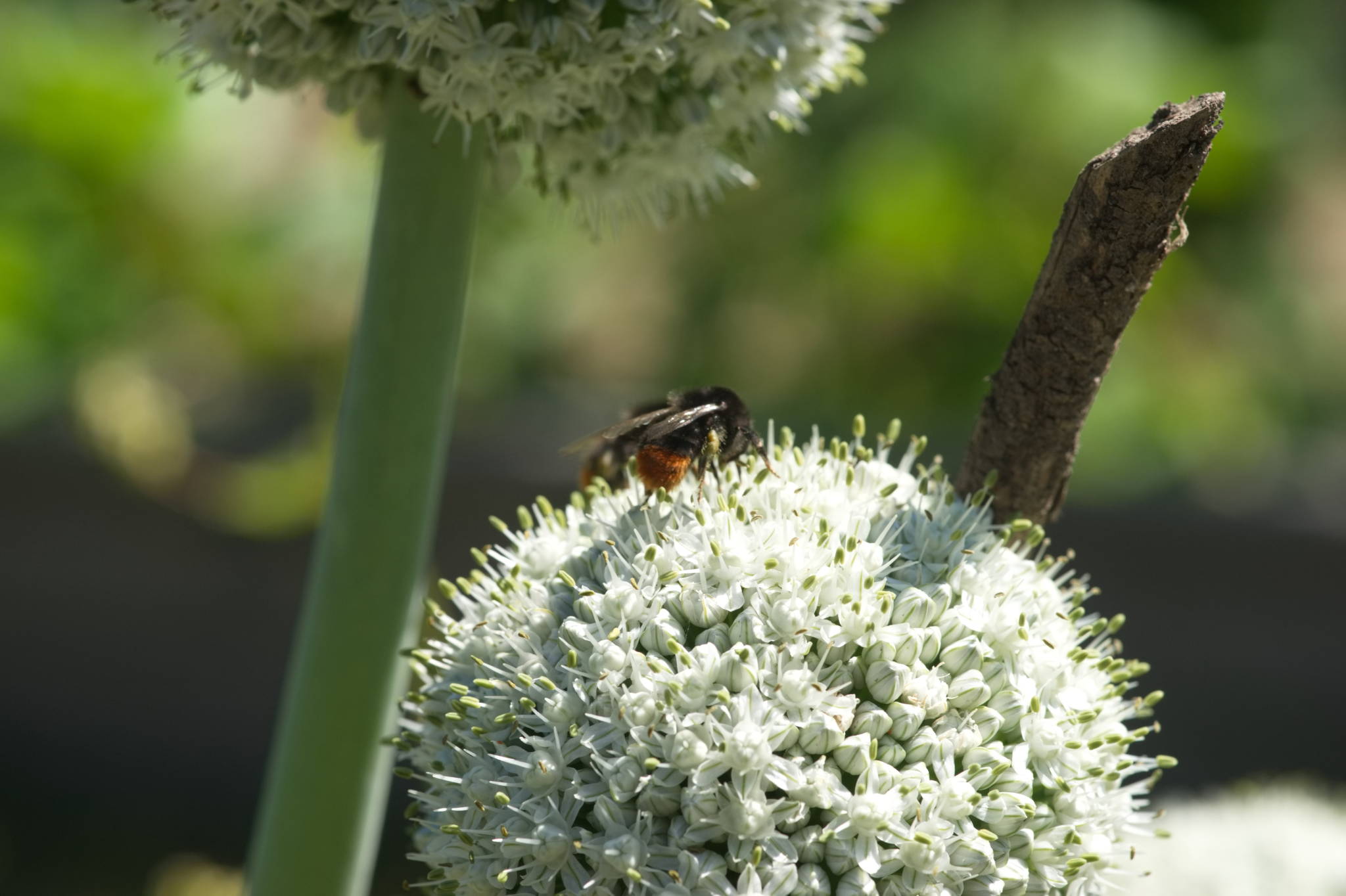 20230707 Urbane PK 034