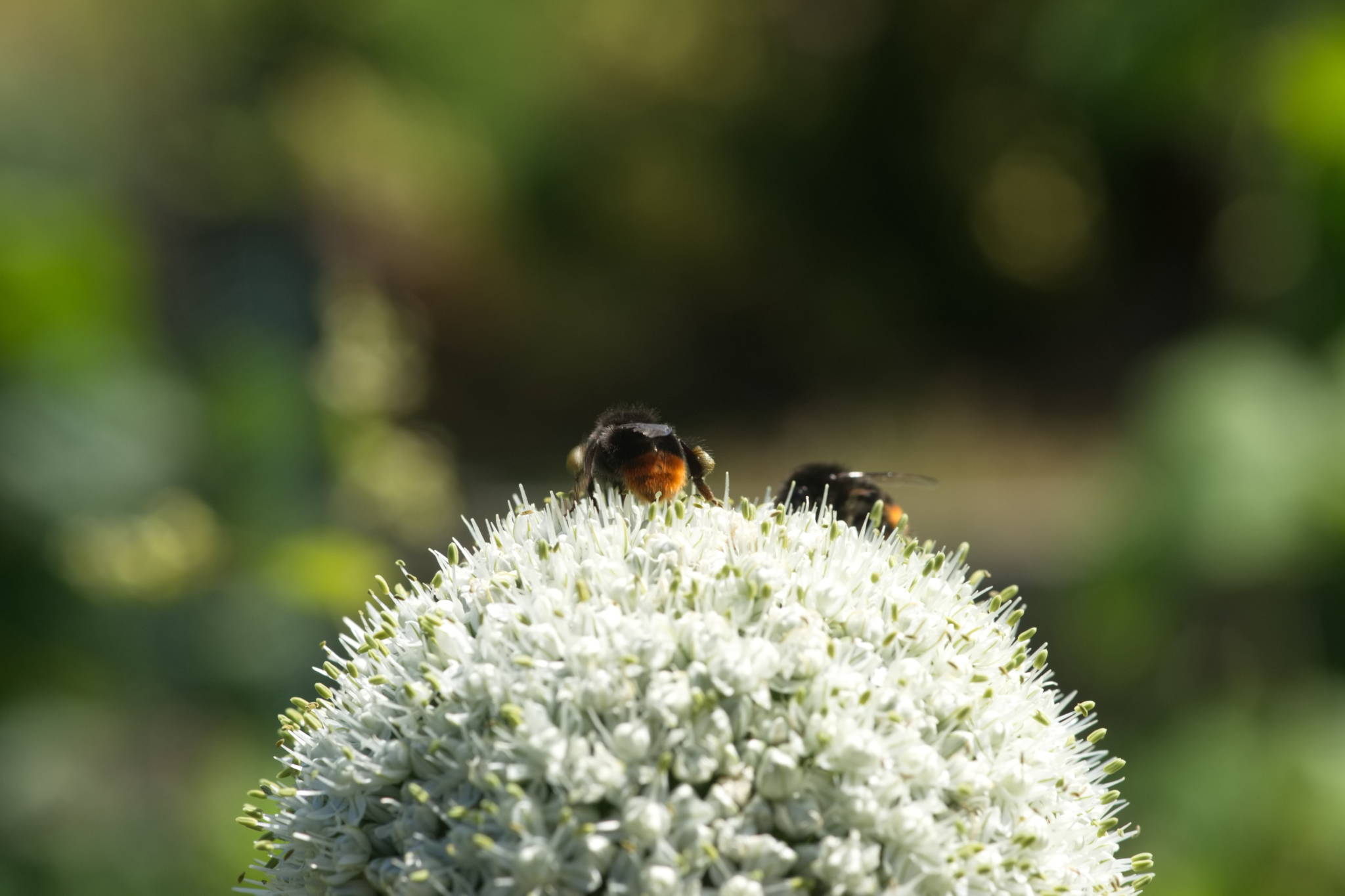 20230707 Urbane PK 036