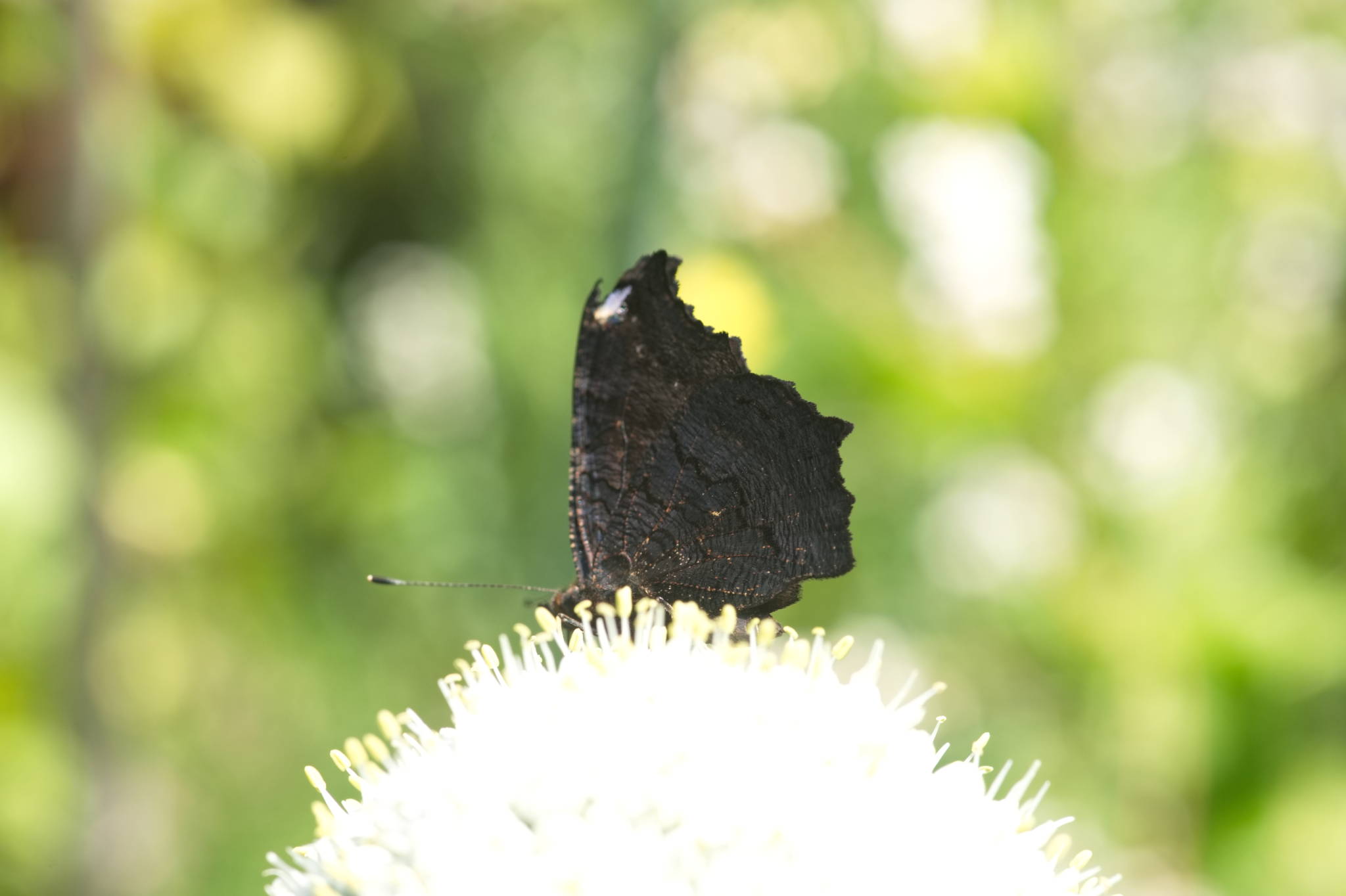 20230707 Urbane PK 038