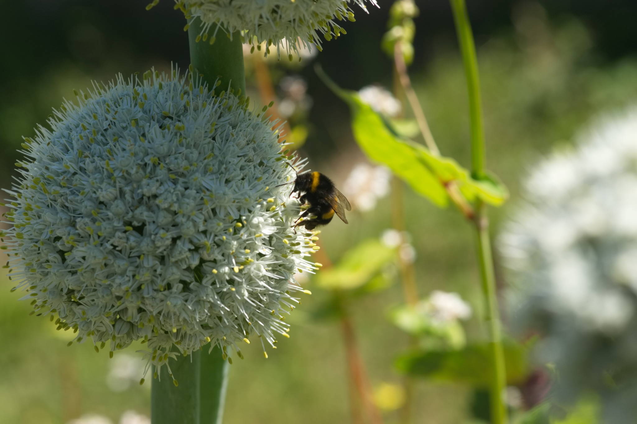 20230707 Urbane PK 039