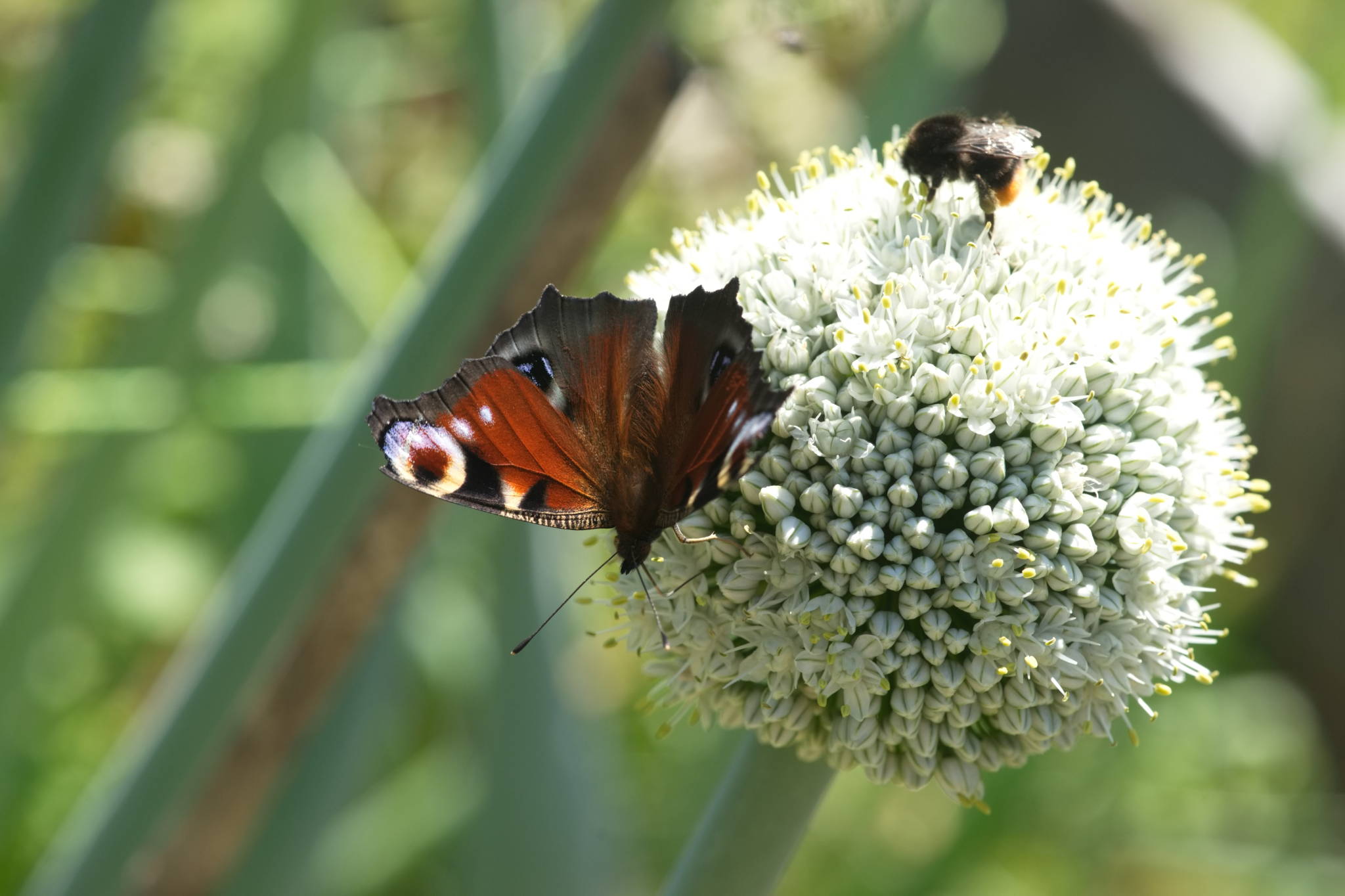 20230707 Urbane PK 041