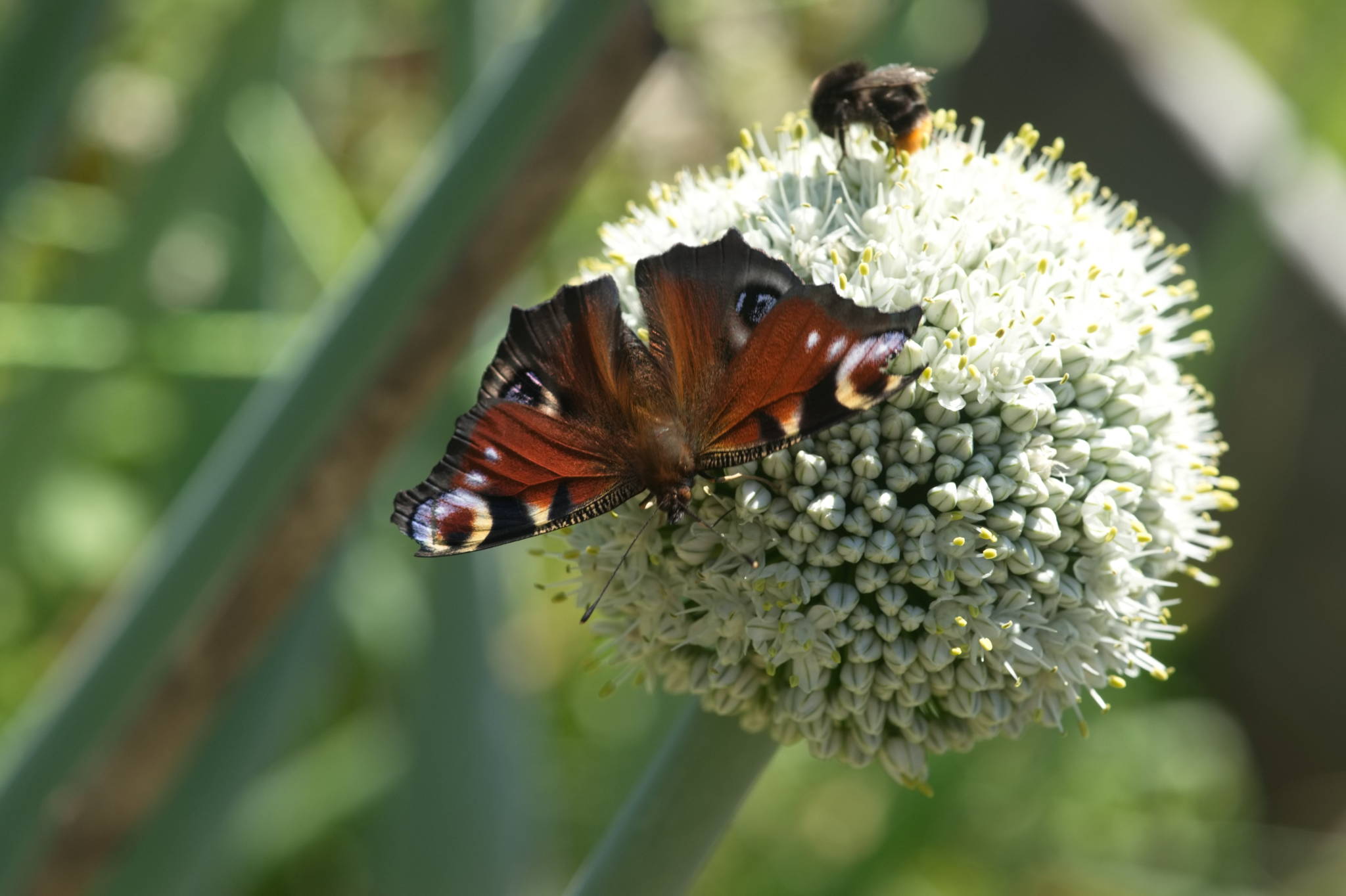 20230707 Urbane PK 043