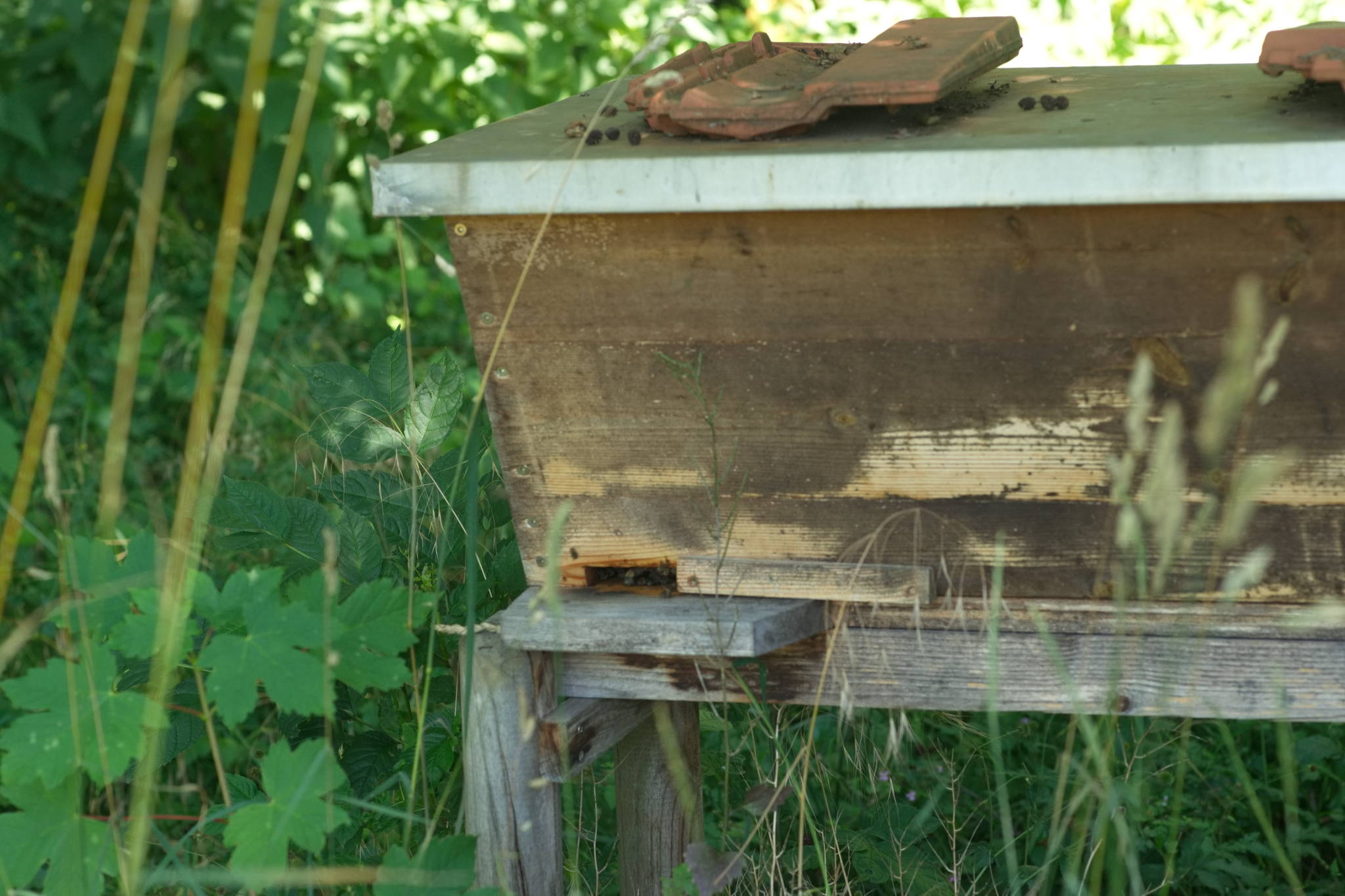 20230707 Urbane PK 051