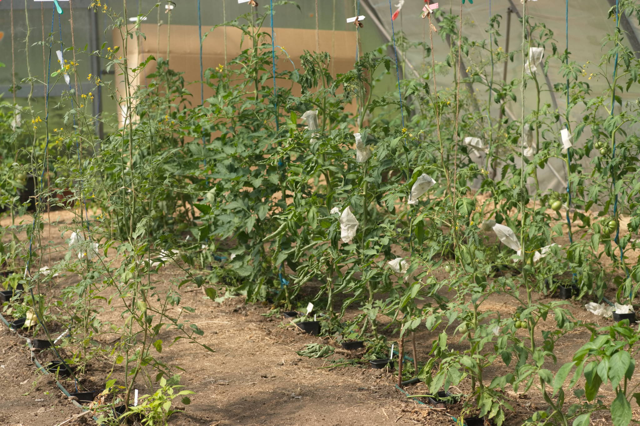 20230707 Urbane PK 052