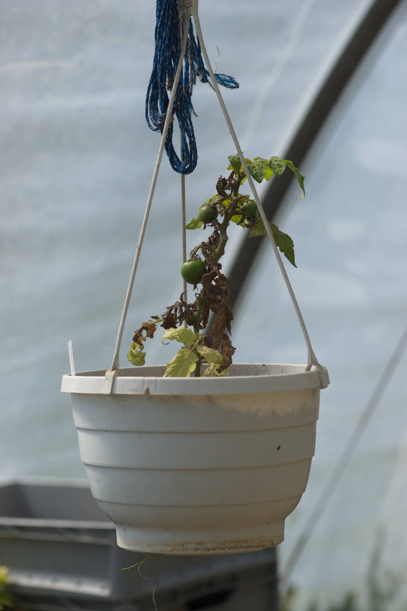 20230707 Urbane PK 055