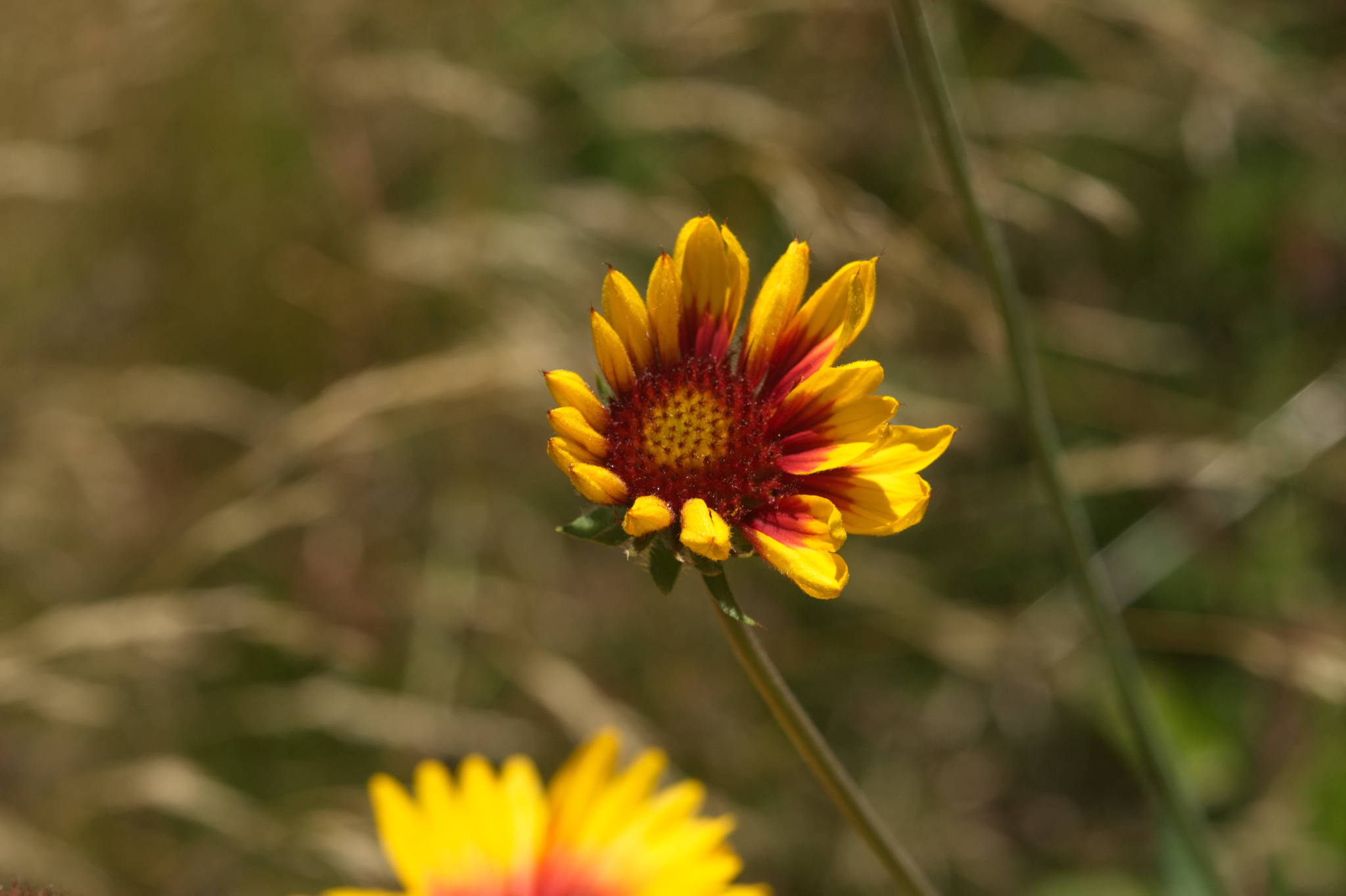 20230707 Urbane PK 058