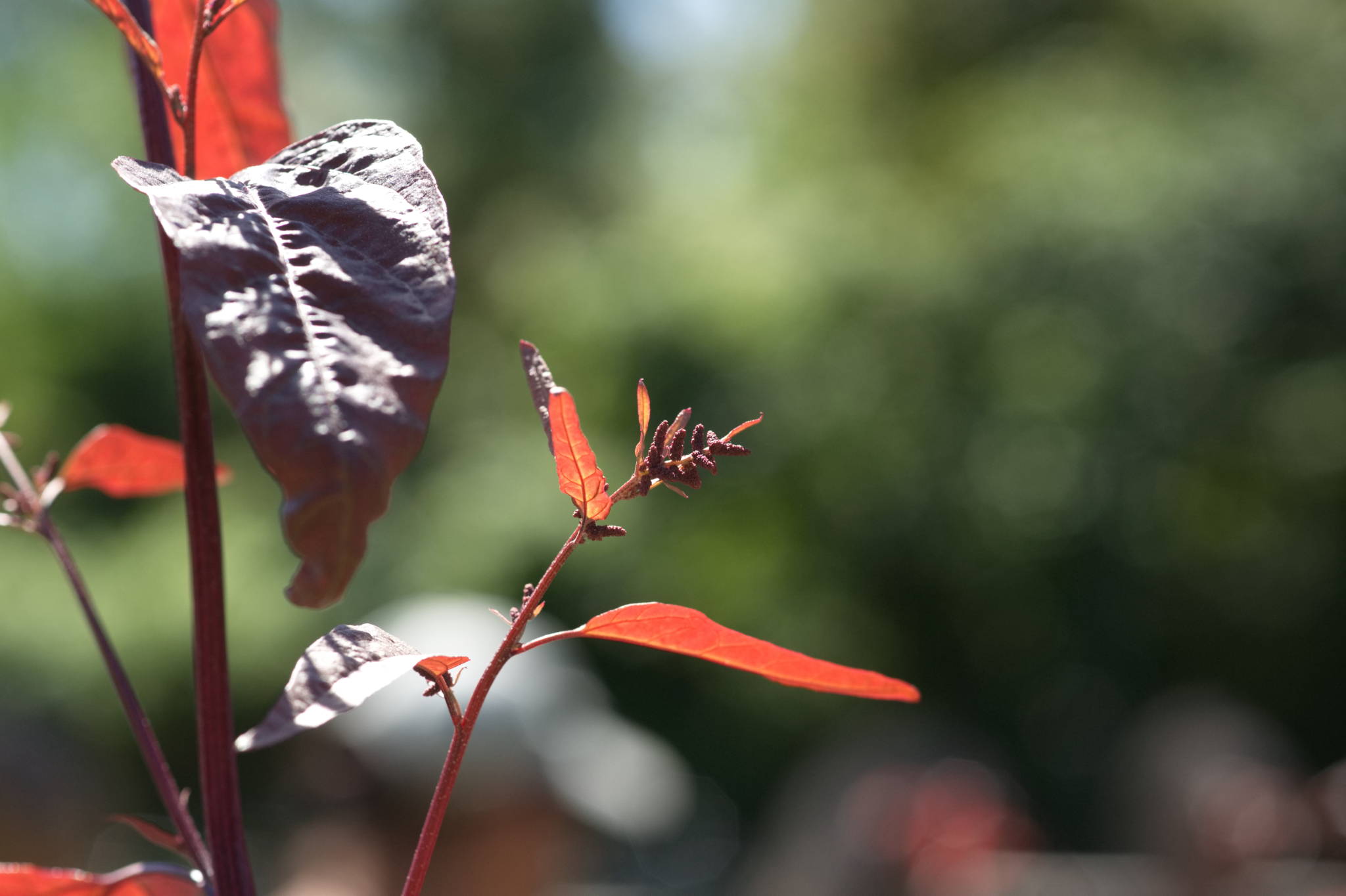 20230707 Urbane PK 061