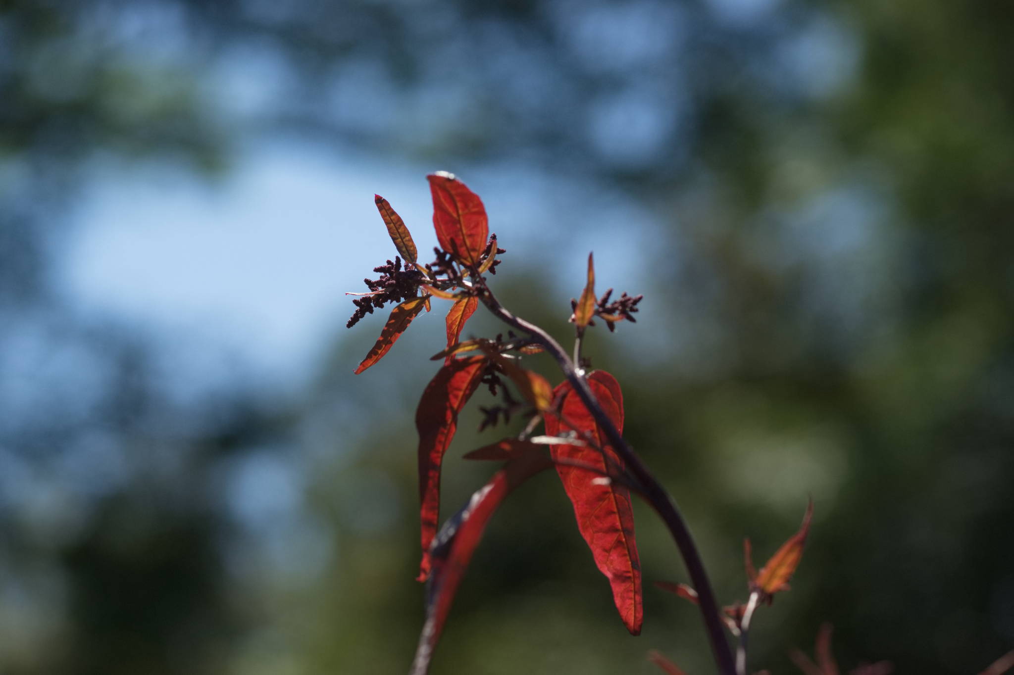 20230707 Urbane PK 062