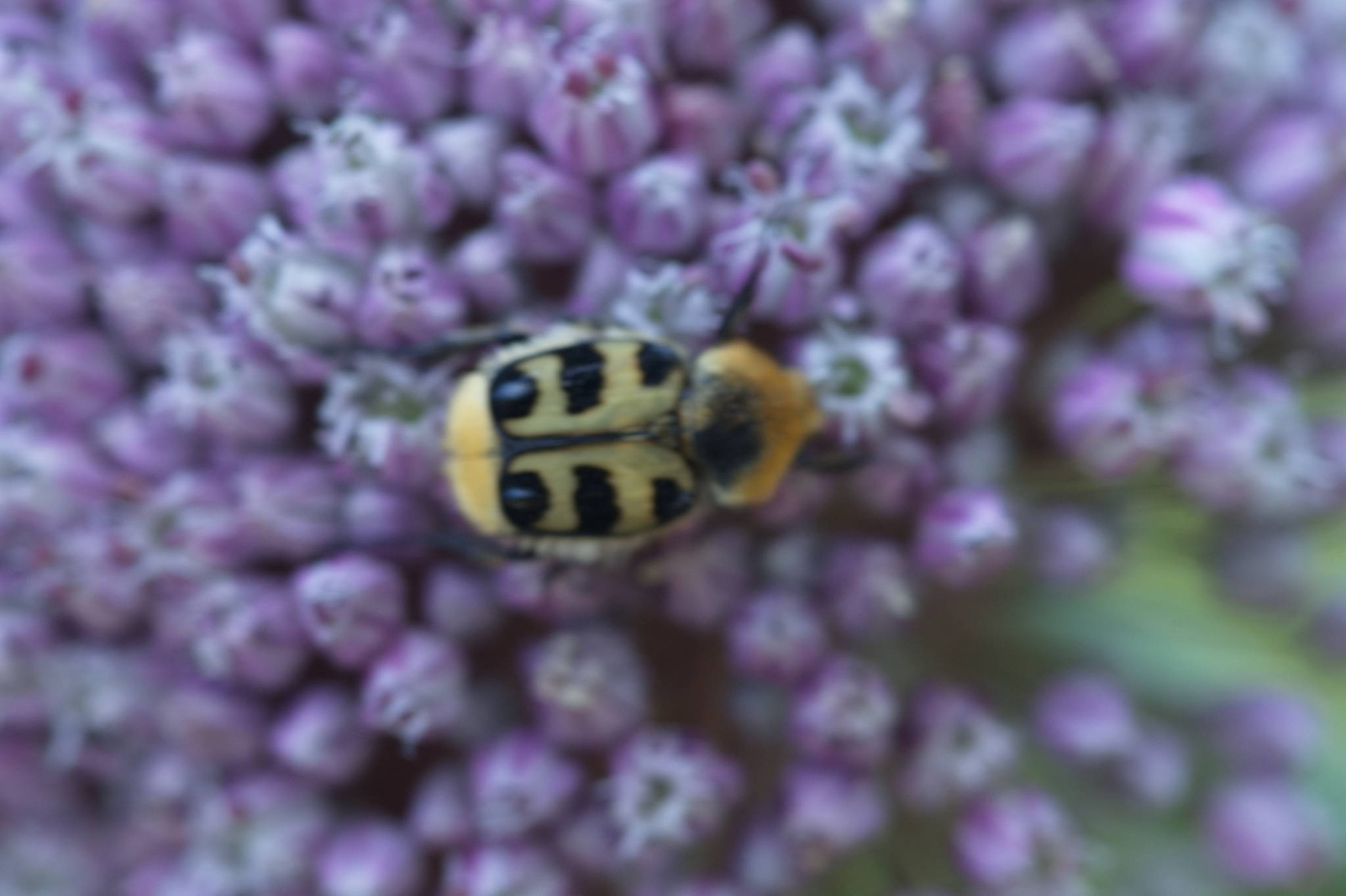 20230707 Urbane PK 066