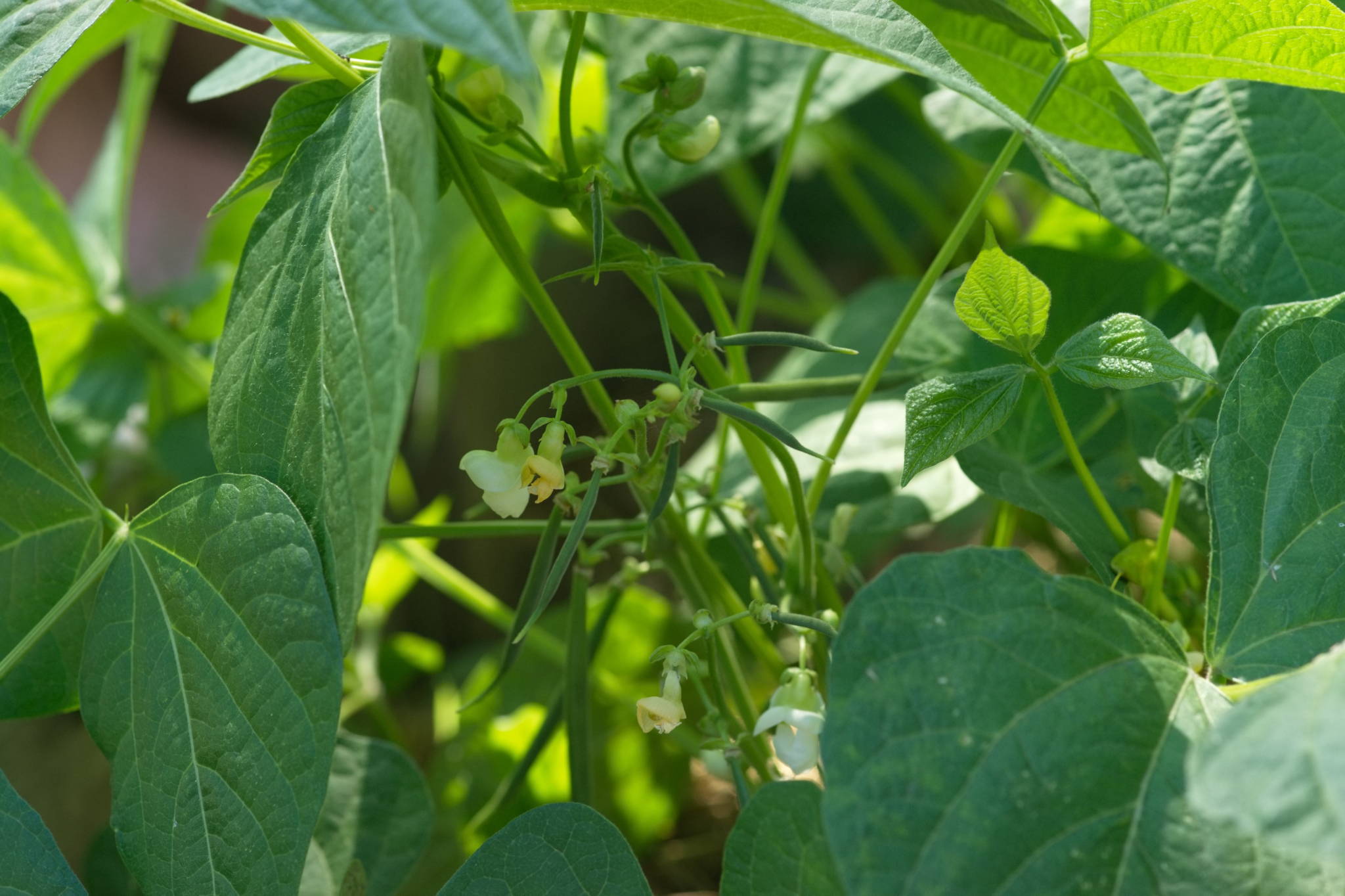 20230707 Urbane PK 069