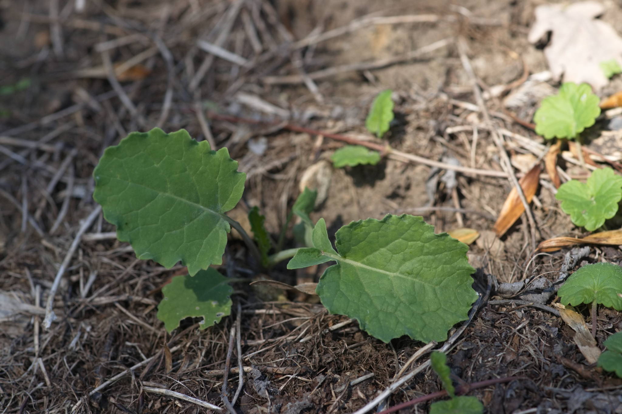 20230707 Urbane PK 070