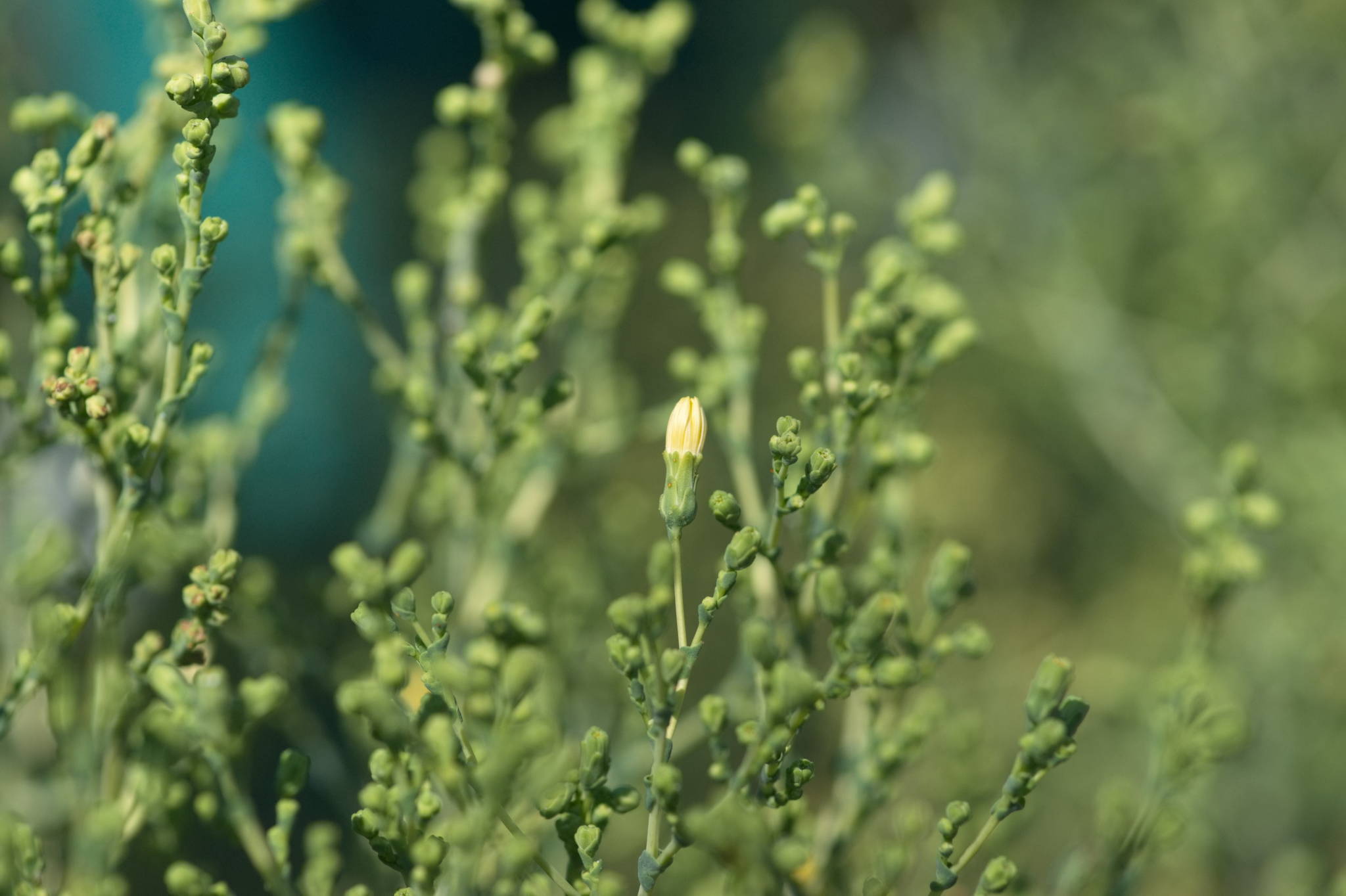 20230707 Urbane PK 072