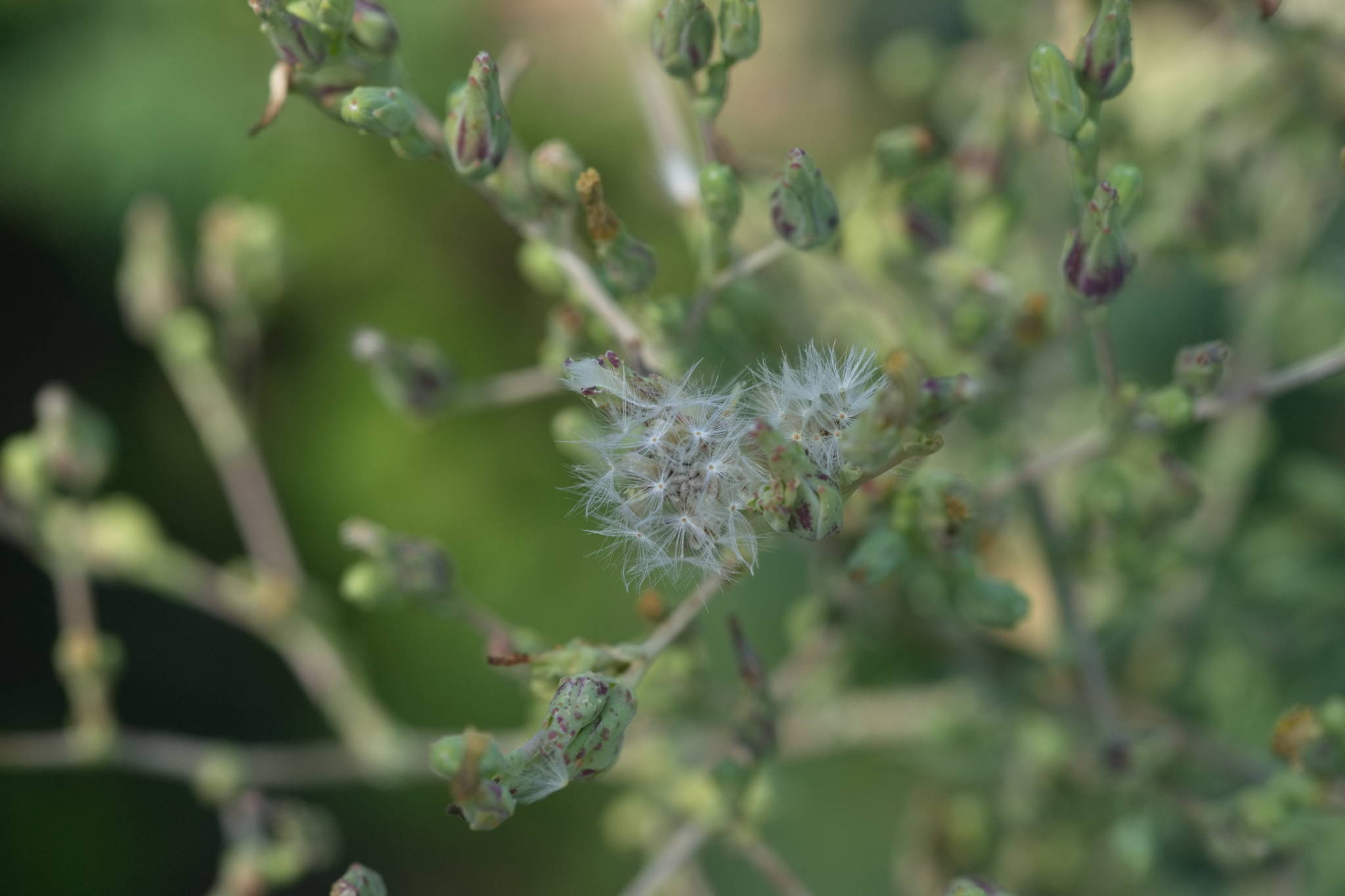 20230707 Urbane PK 075