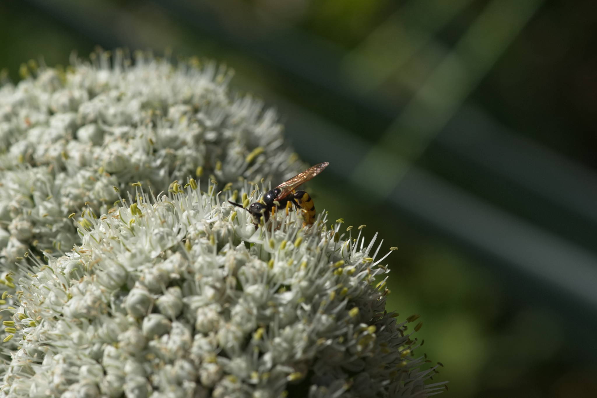 20230707 Urbane PK 077