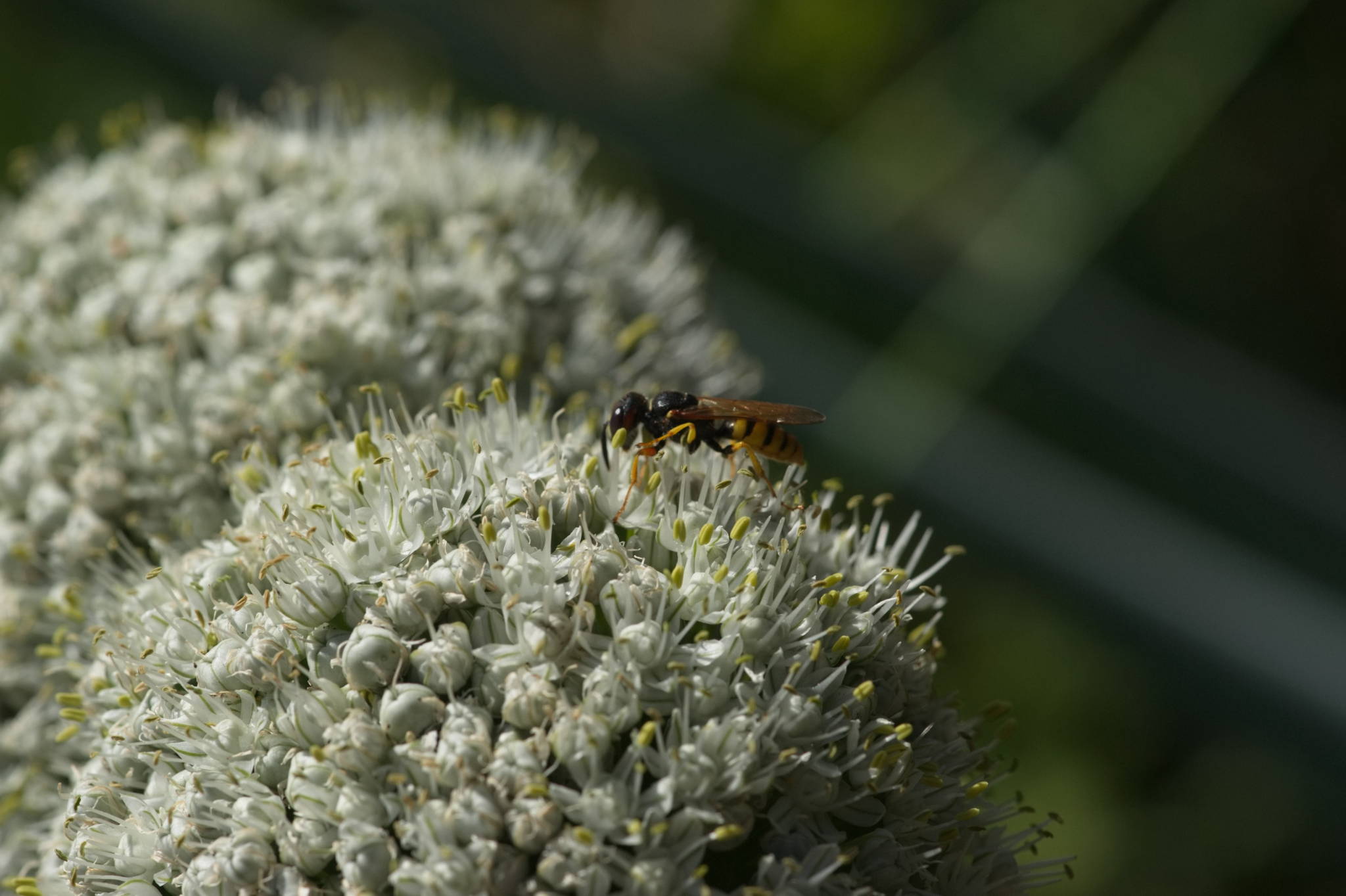 20230707 Urbane PK 079