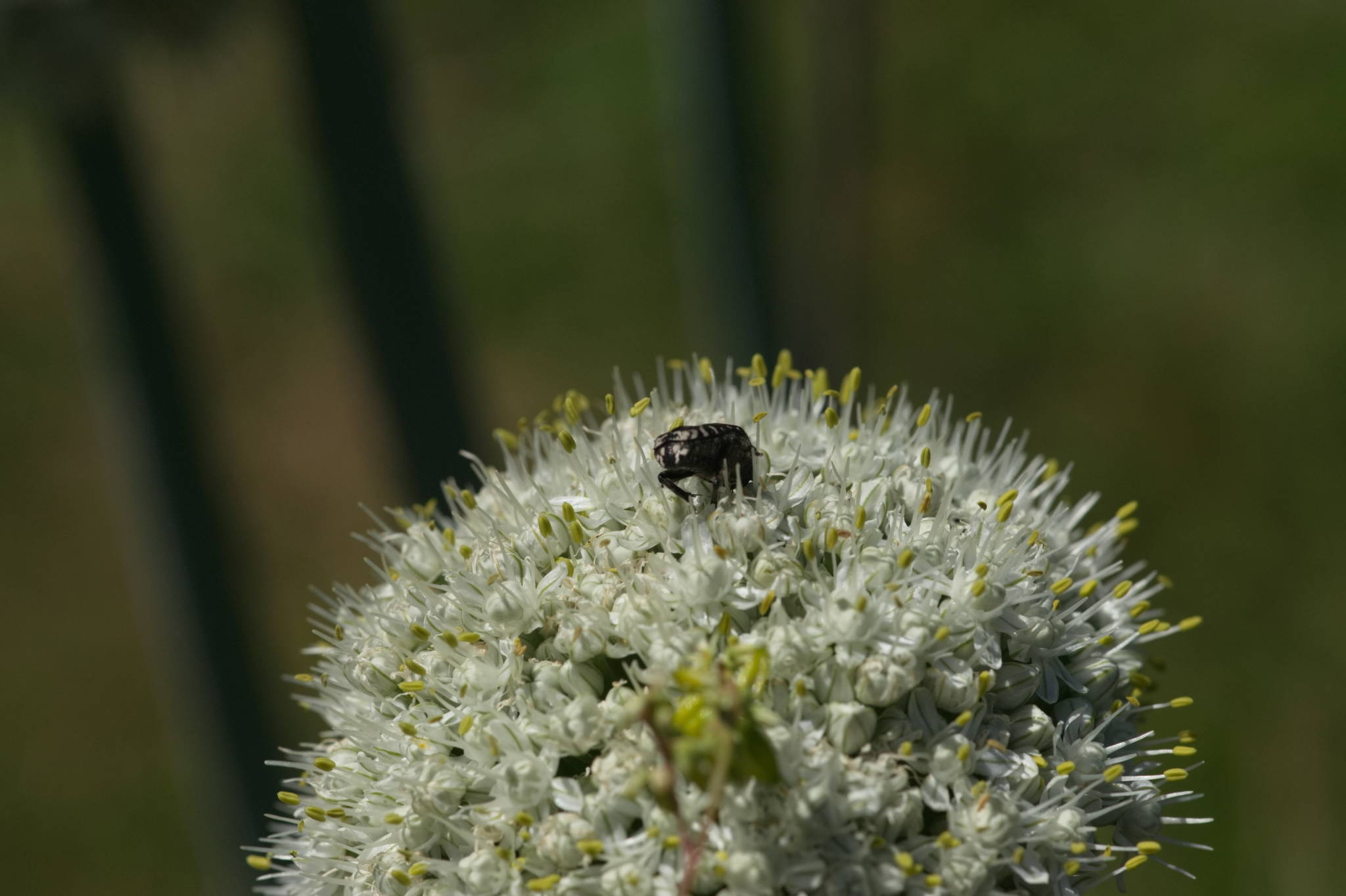 20230707 Urbane PK 081