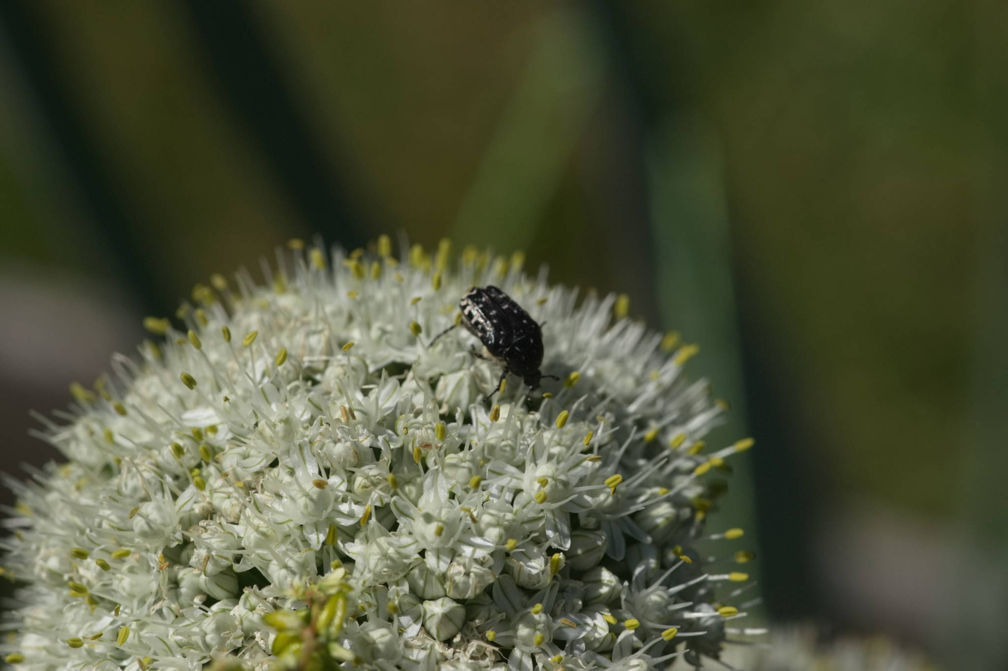 20230707 Urbane PK 082