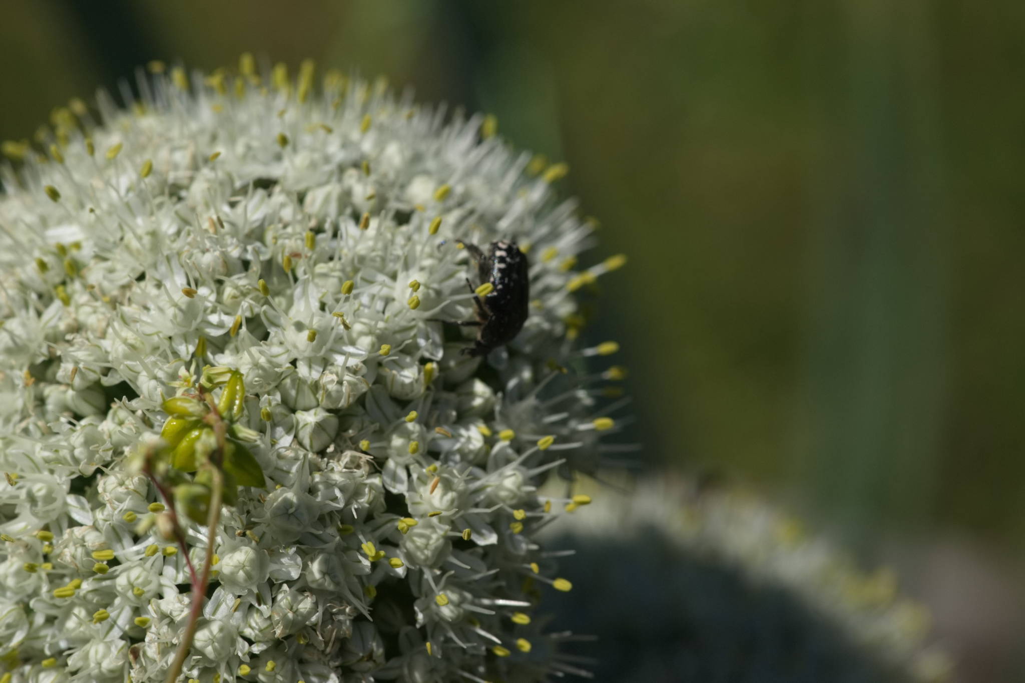 20230707 Urbane PK 085