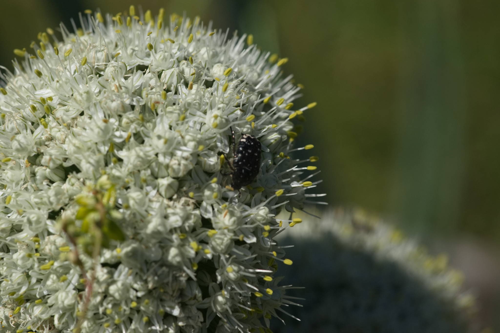 20230707 Urbane PK 086