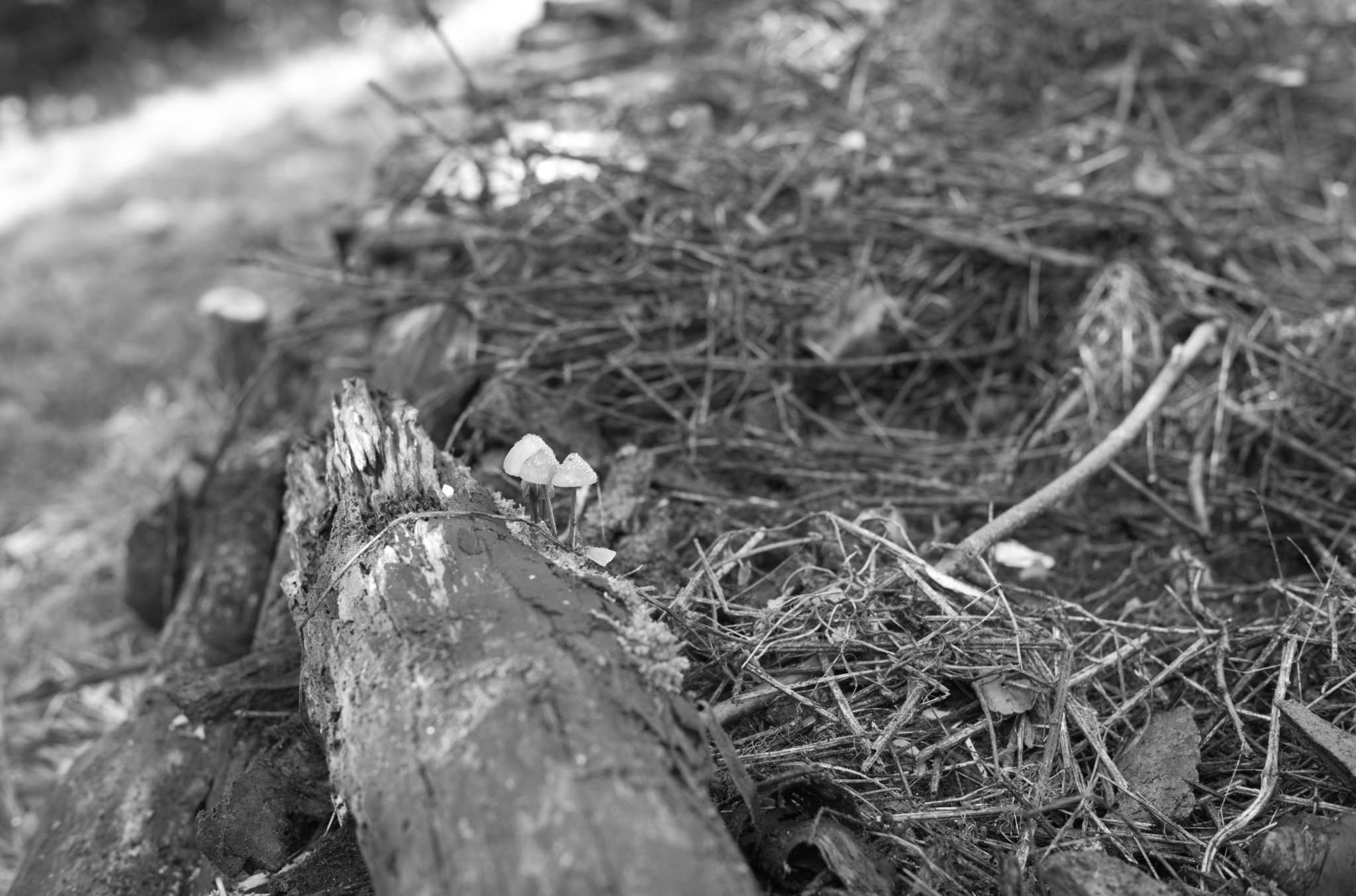 20221004 Waldgarten 17