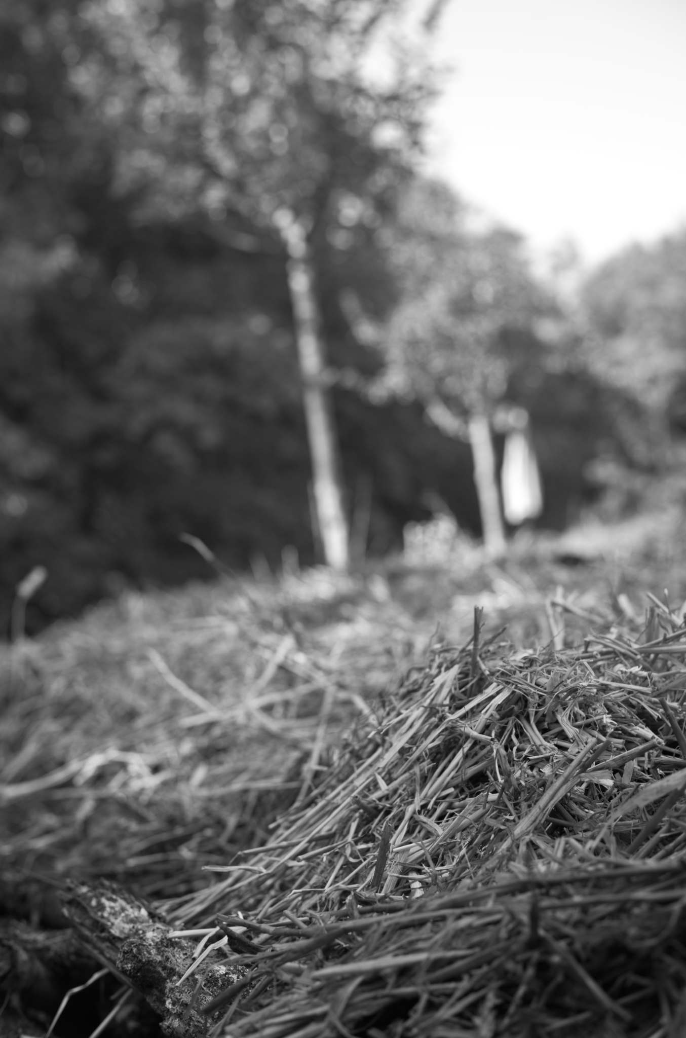 20221004 Waldgarten 20