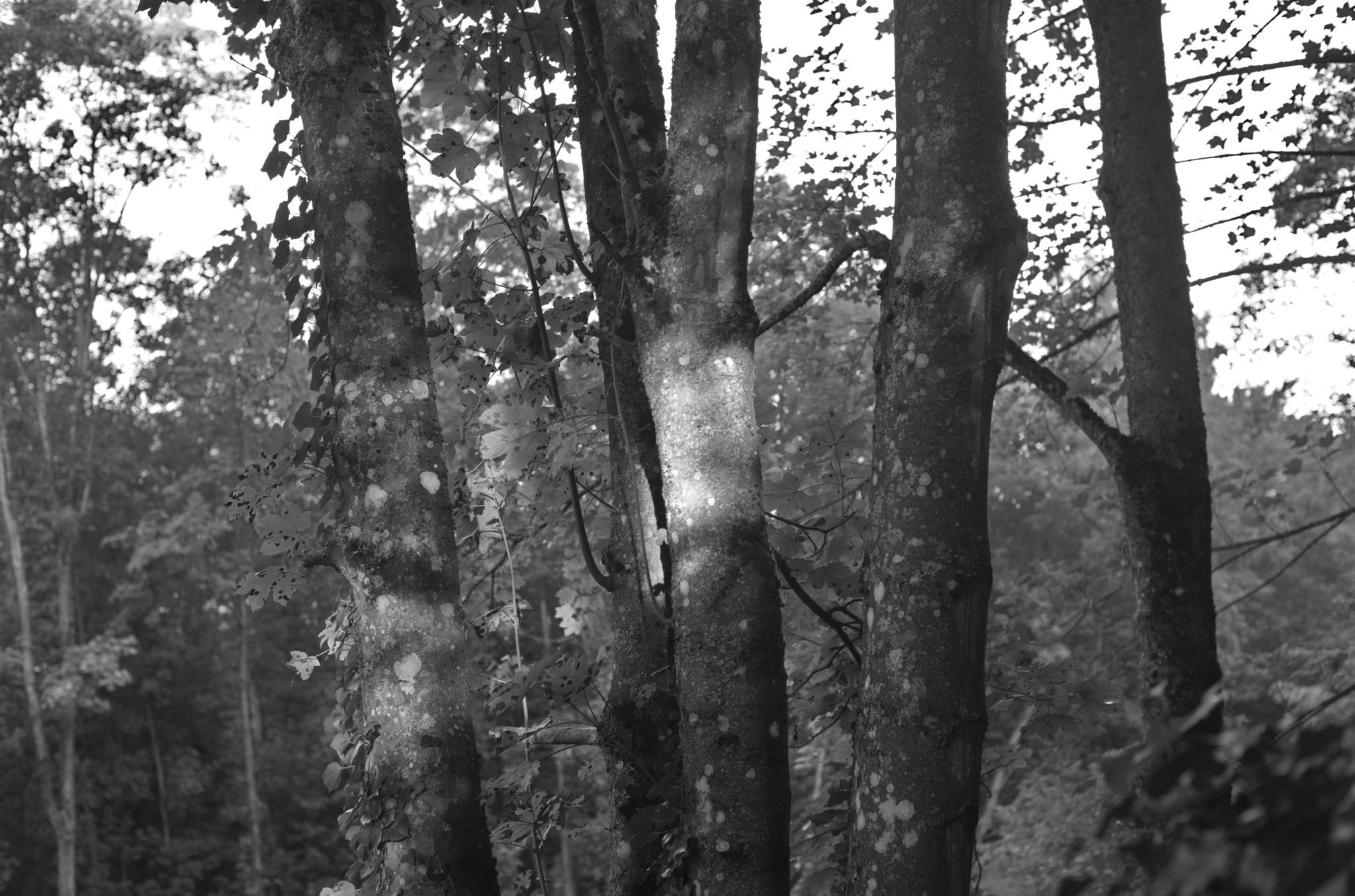 20221005 Waldgarten 03