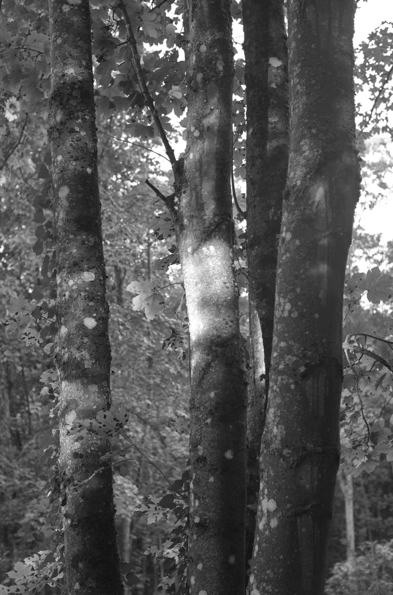 20221005 Waldgarten 04