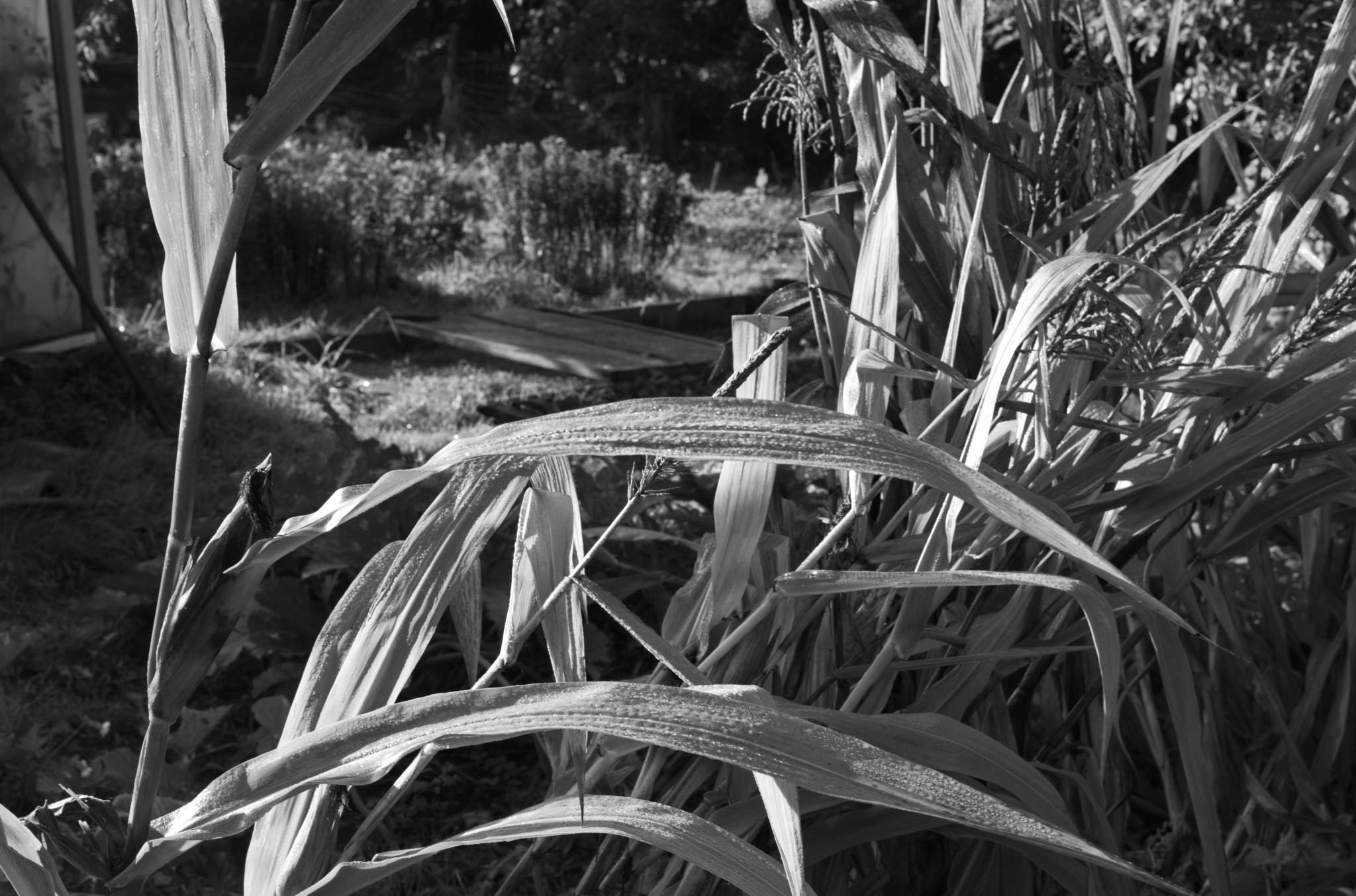 20221005 Waldgarten 32