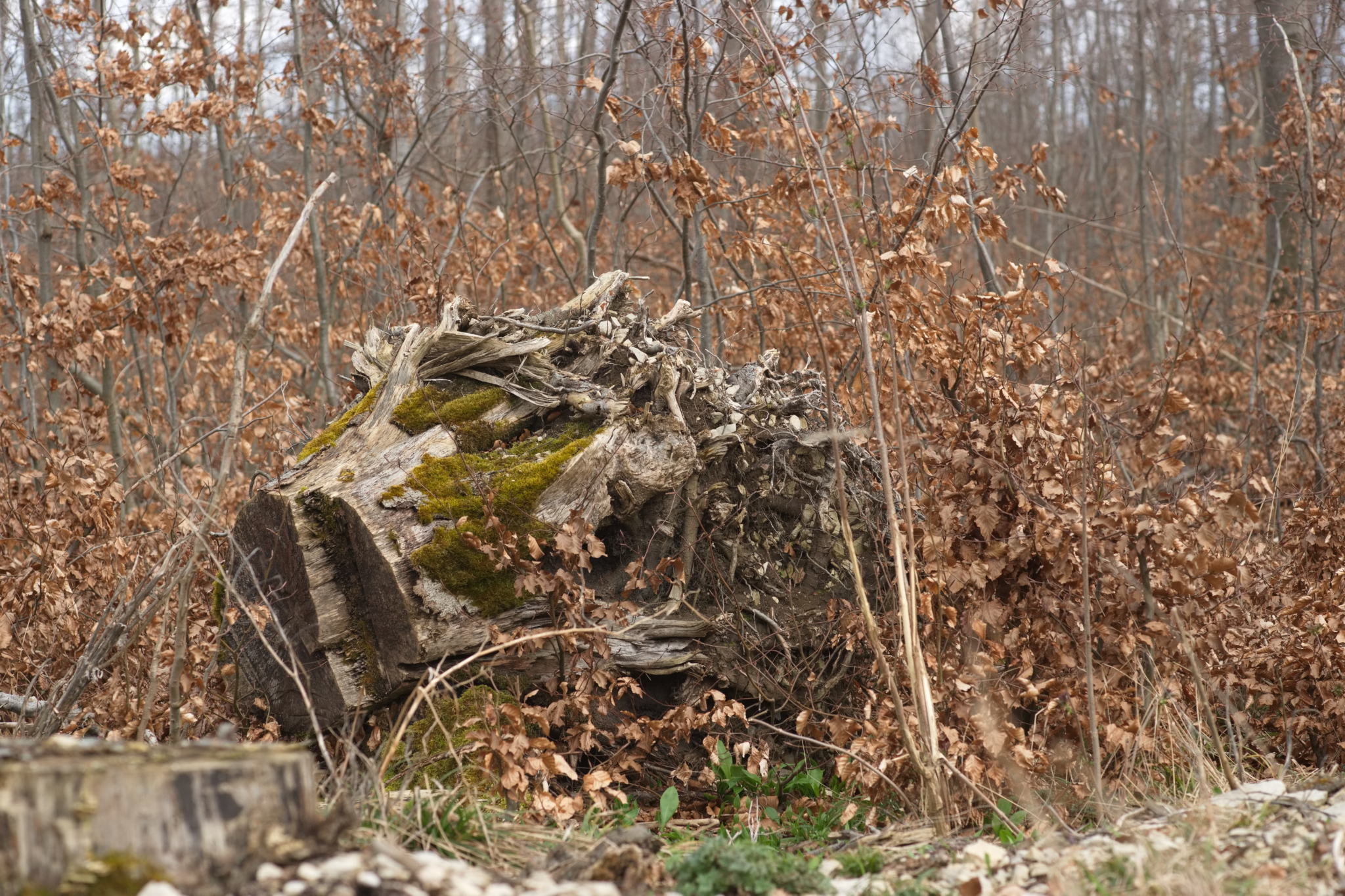 20230324 PKI Wintertreffen 001