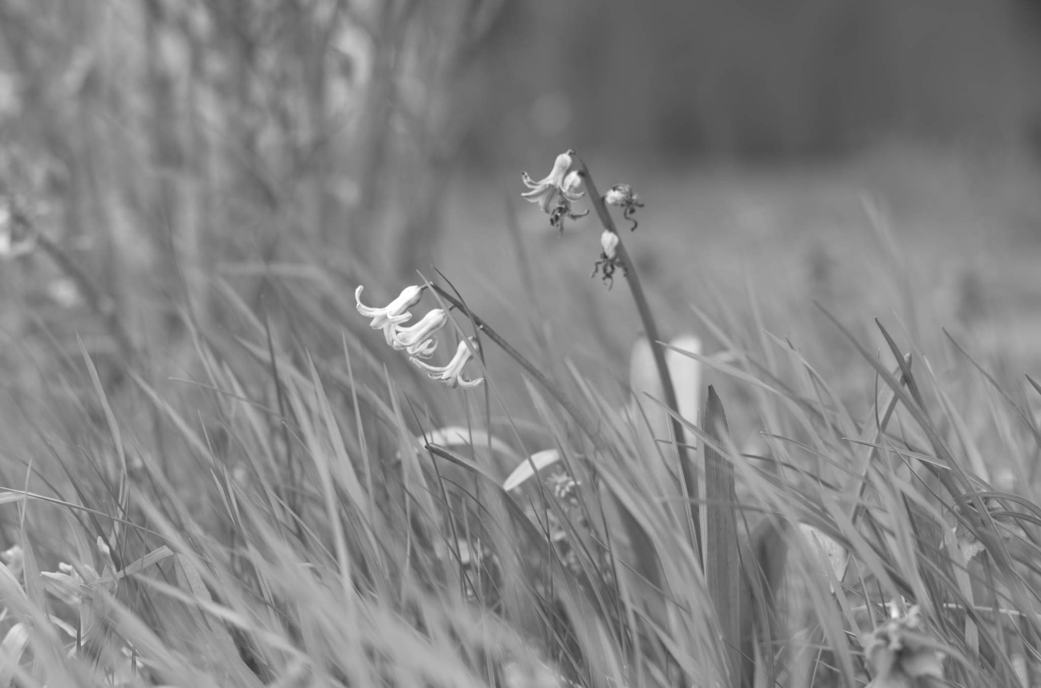 20230428 PK Gerswalde 026