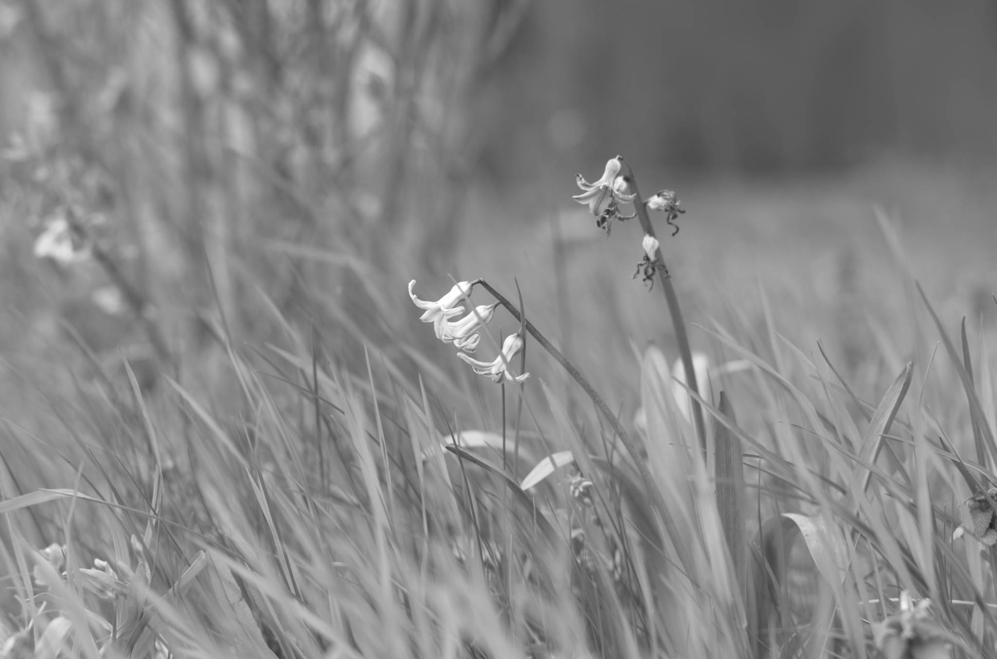 20230428 PK Gerswalde 027